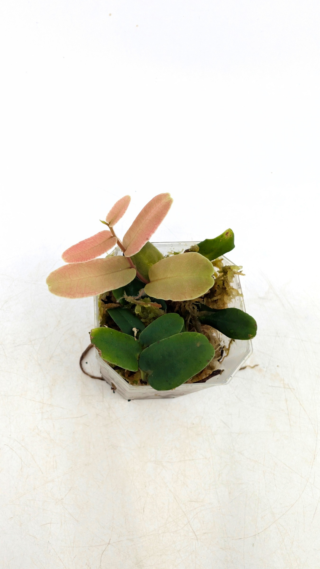 Rare shinggling terrarium plant Marcgravia Sintenisii or Rainbow Marcgravia availabe for sale at rare plant shop The Leaf Gallery in Perth, Western Australia