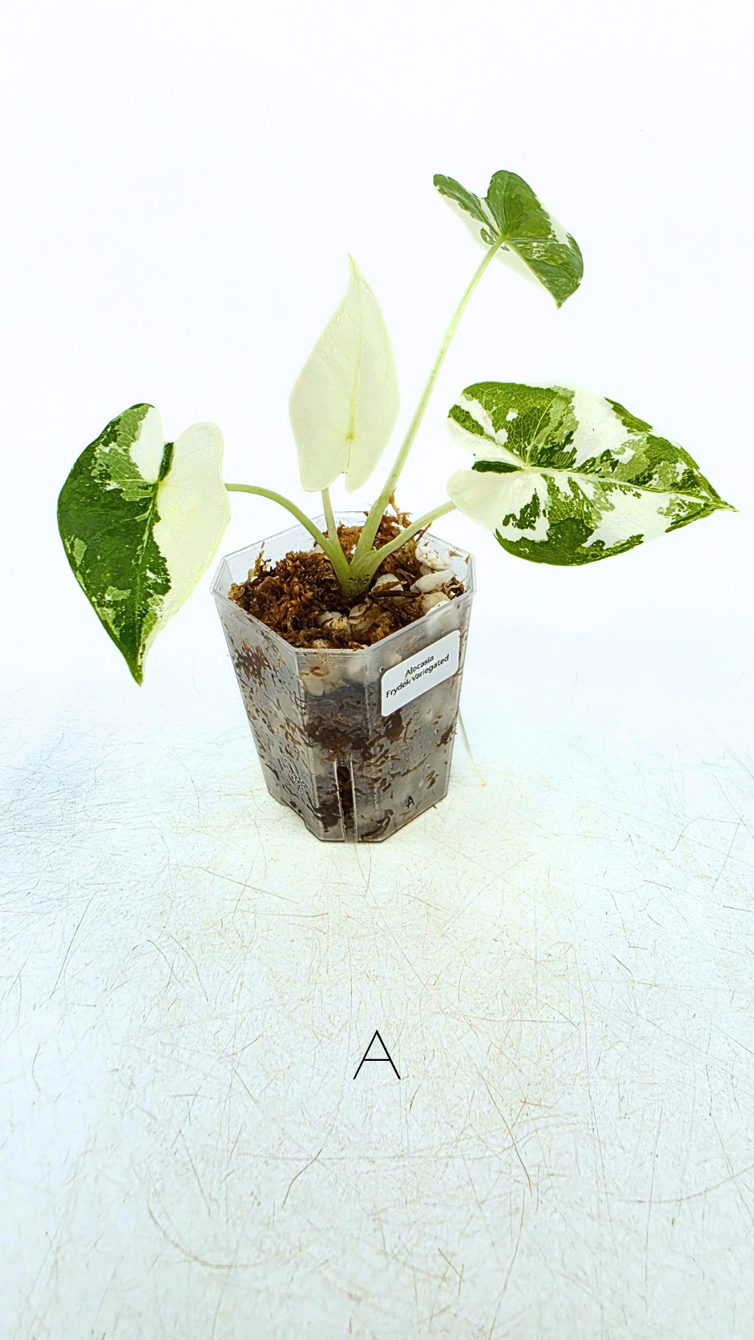Rare indoor plant Alocasia Frydek Variegated available for sale at rare house plant shop The Leaf Gallery in Perth, Western Australia
