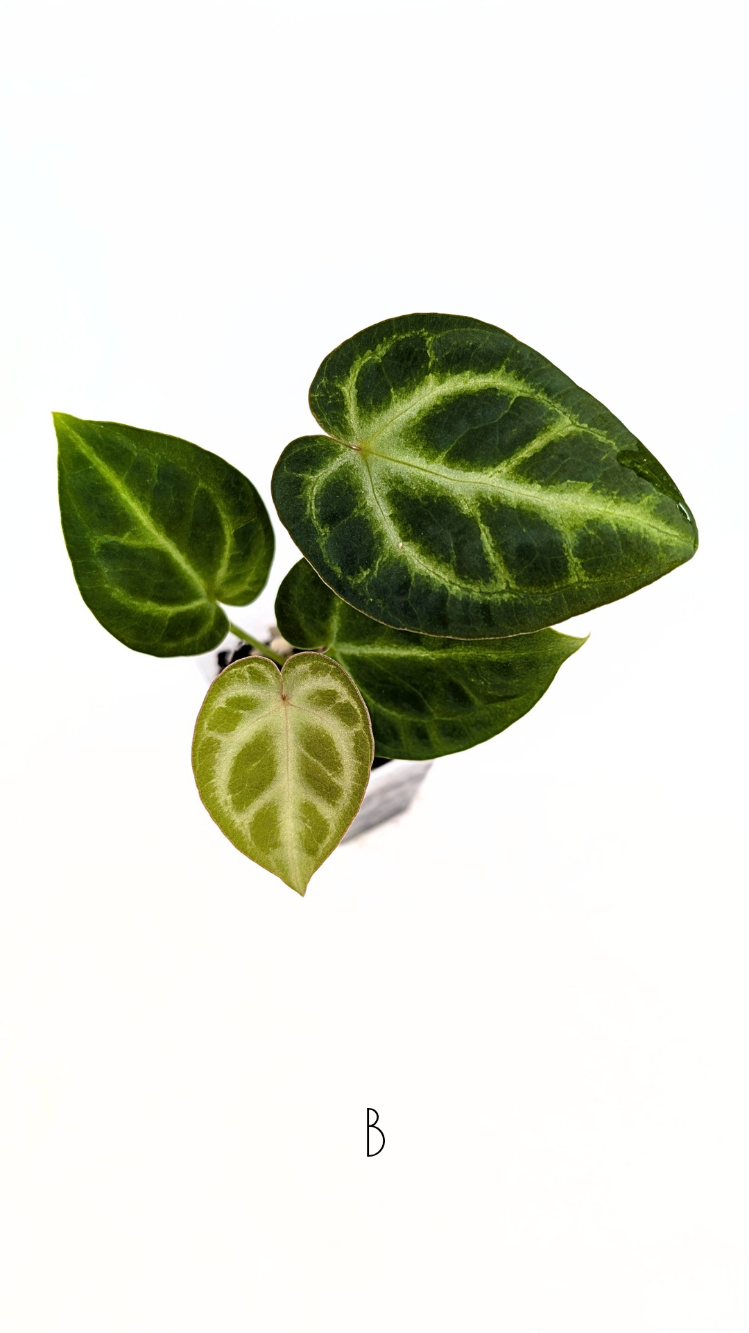 Rare indoor plant Anthurium Magnificum available for sale at rare house plant shop The Leaf Gallery in Perth, Western Australia