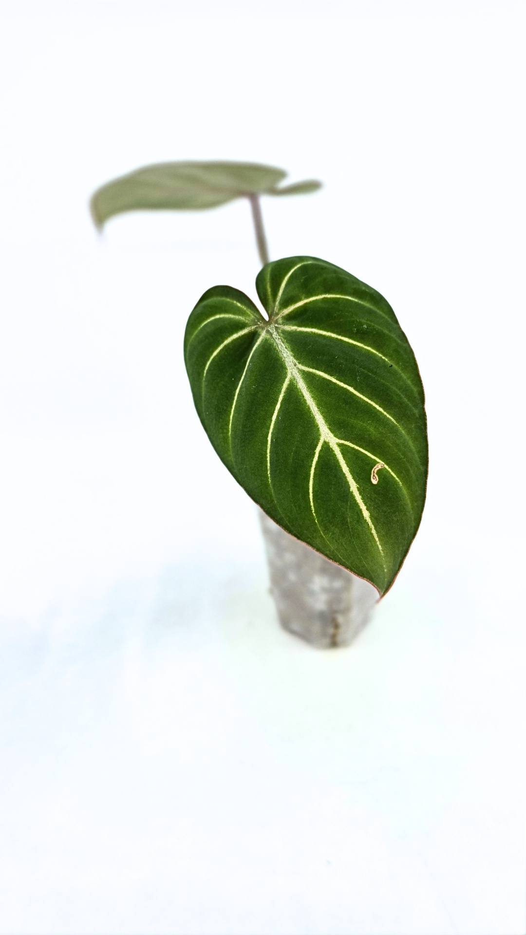 Rare indoor plant Philodendron Gloriosum Dark Form available for sale at rare house plant shop The Leaf Gallery in Perth, Western Australia