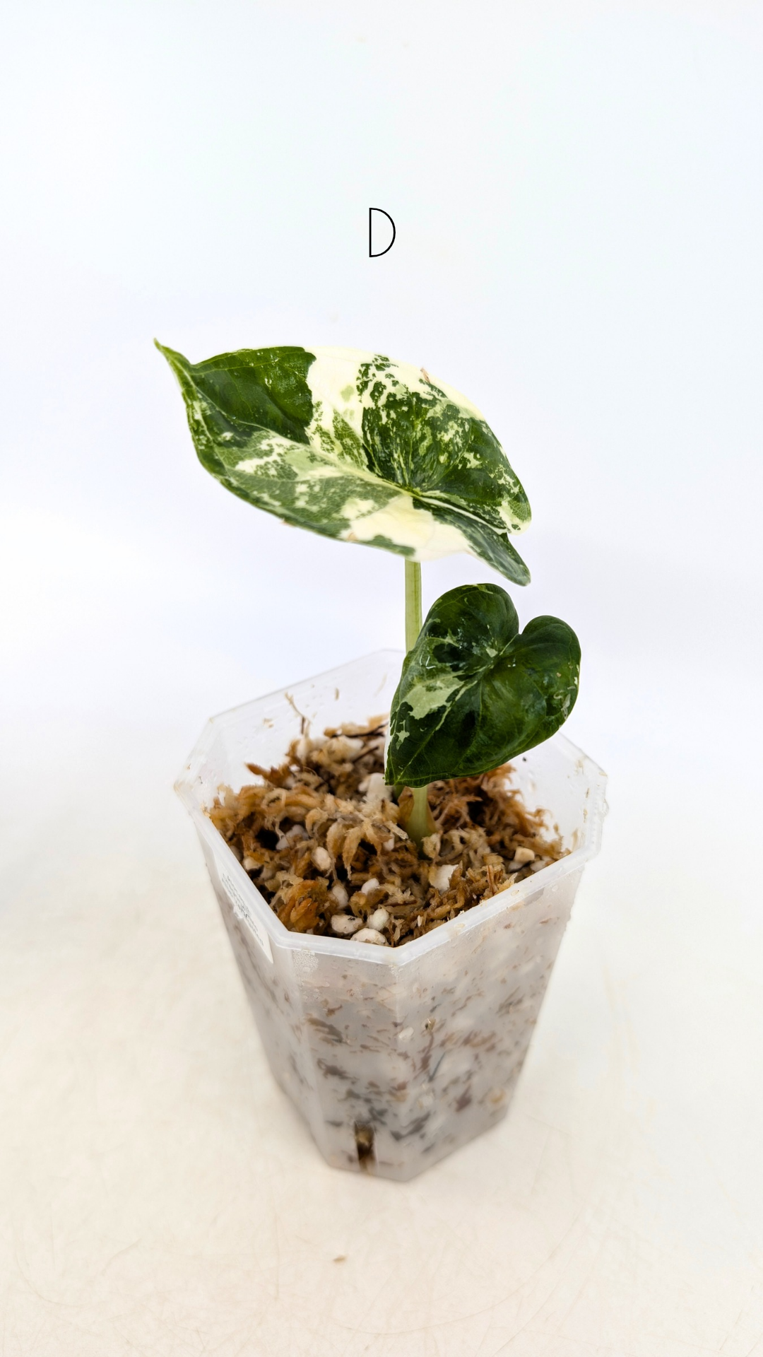 Sought after indoor plant Alocasia Dragon Scale Variegated available for sale at rare house plant shop The Leaf Gallery in Perth, Western Australia