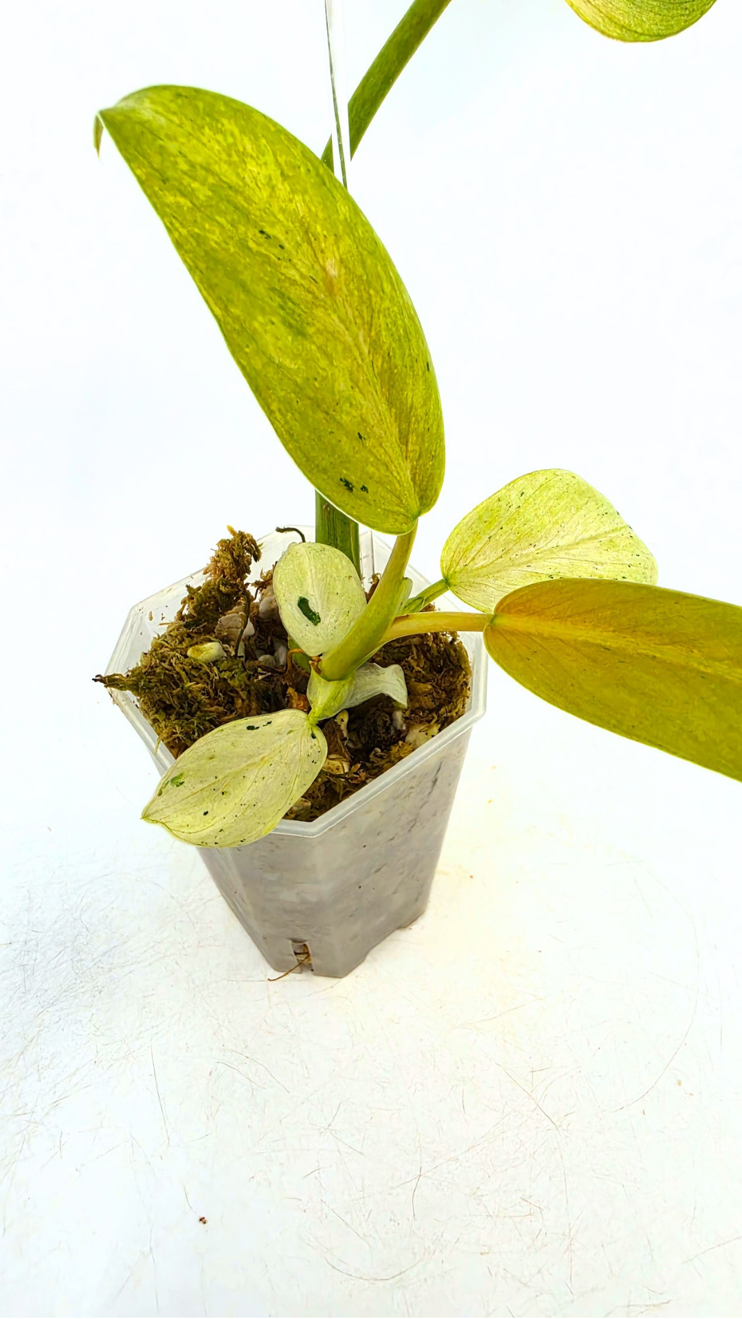 Rare indoor plant Philodendron Whipple Way available for sale at rare plant shop The Leaf Gallery in Perth, Western Australia