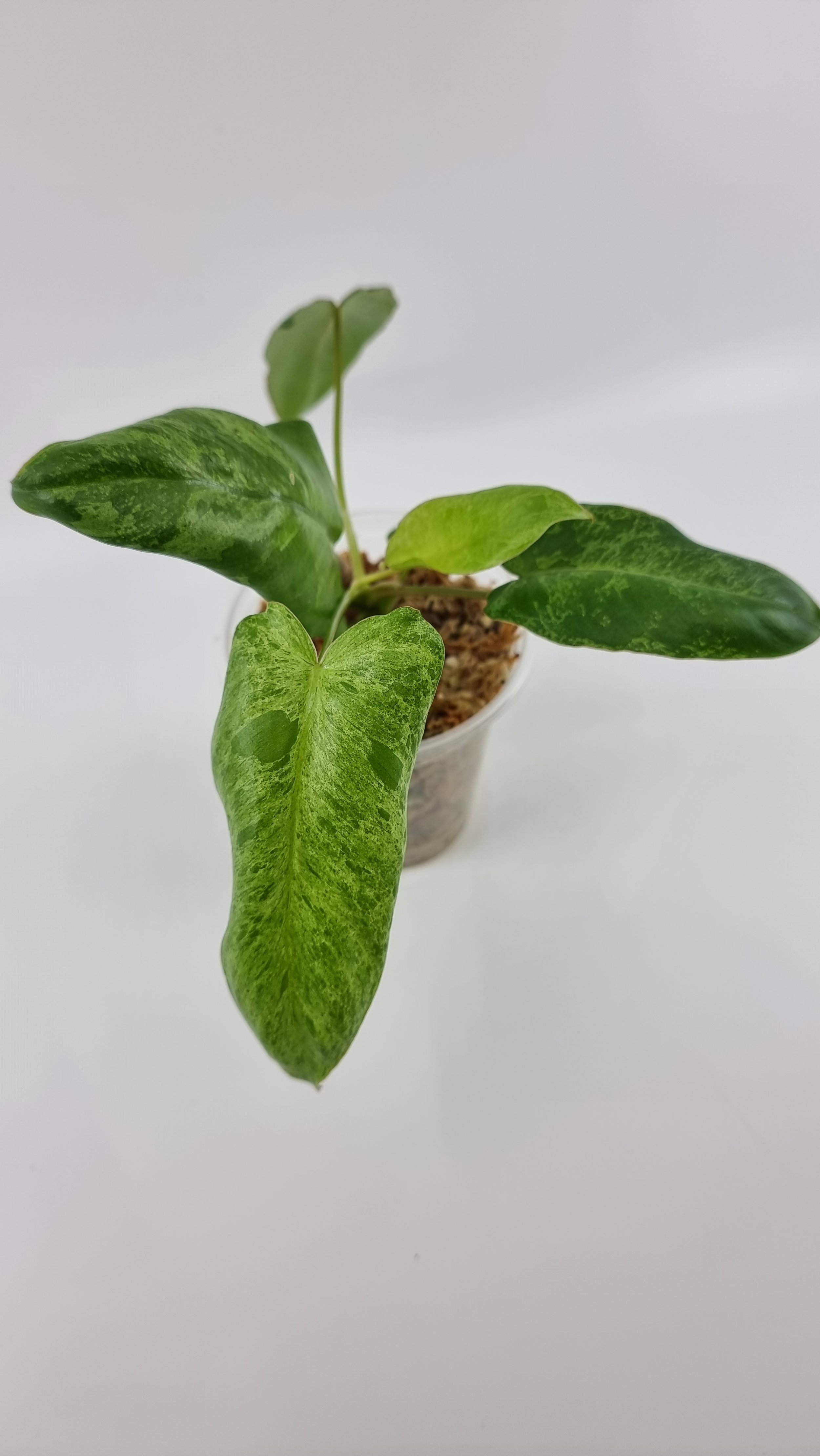 Rare indoor plant Philodendron Paraiso Verde grown and propagated by rare plant shop The Leaf Gallery in Perth