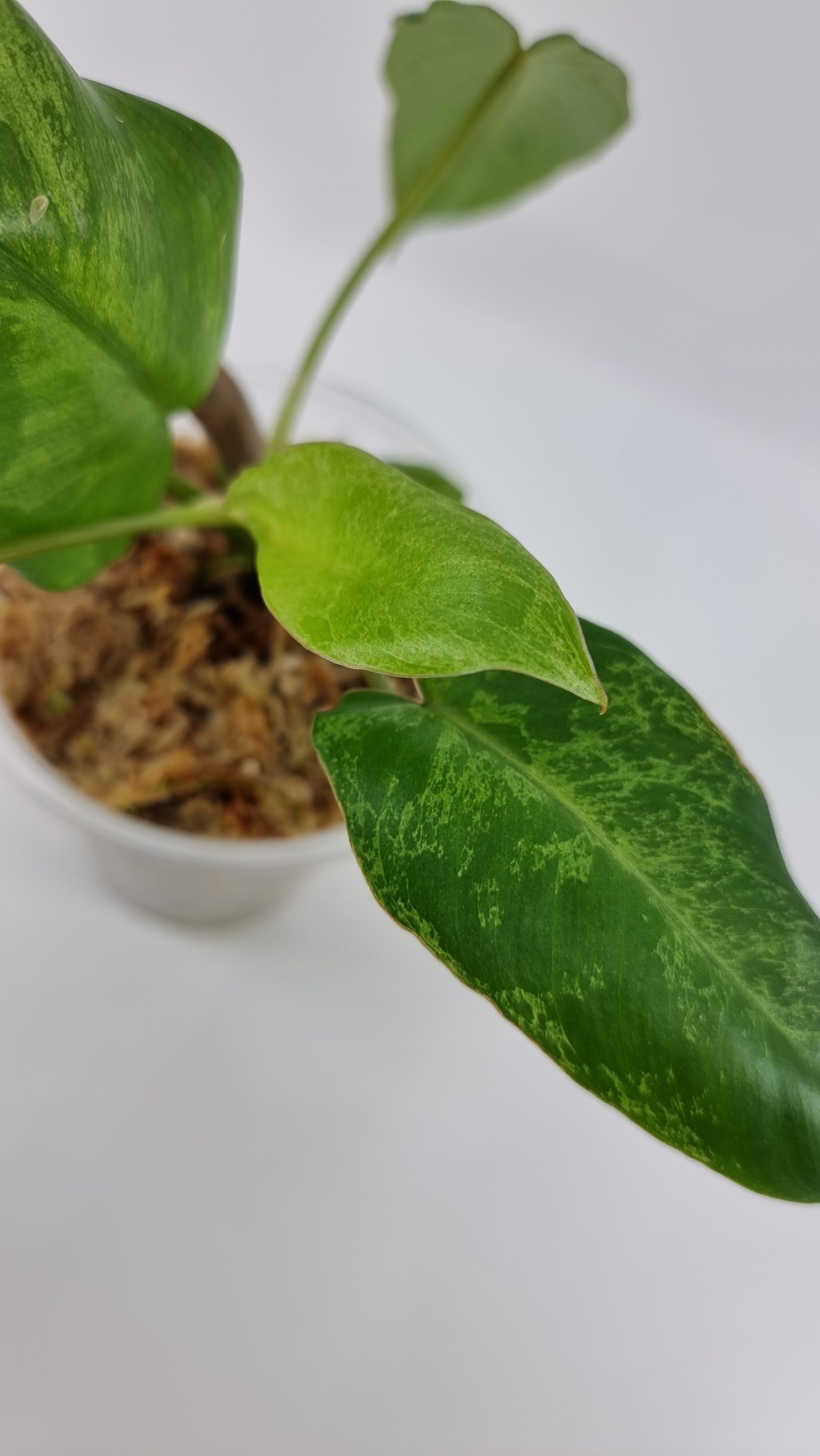 Rare indoor plant Philodendron Paraiso Verde grown and propagated by rare plant shop The Leaf Gallery in Perth