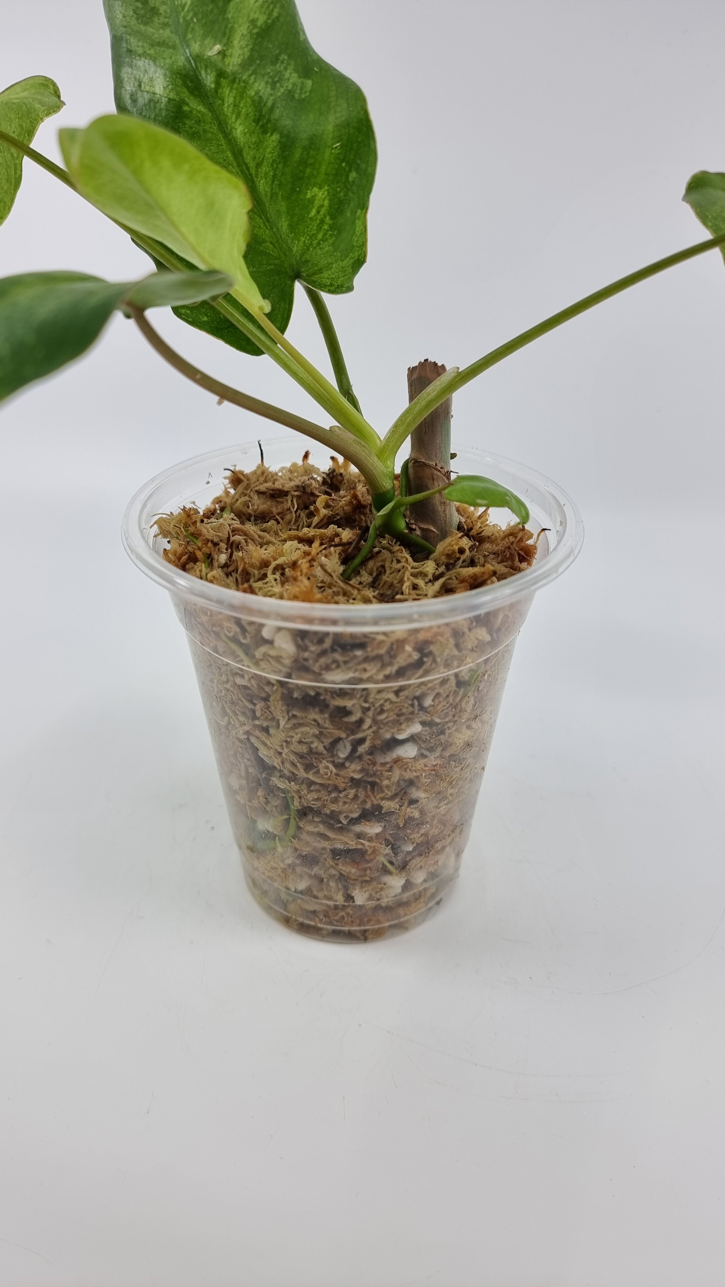 Rare indoor plant Philodendron Paraiso Verde grown and propagated by rare plant shop The Leaf Gallery in Perth