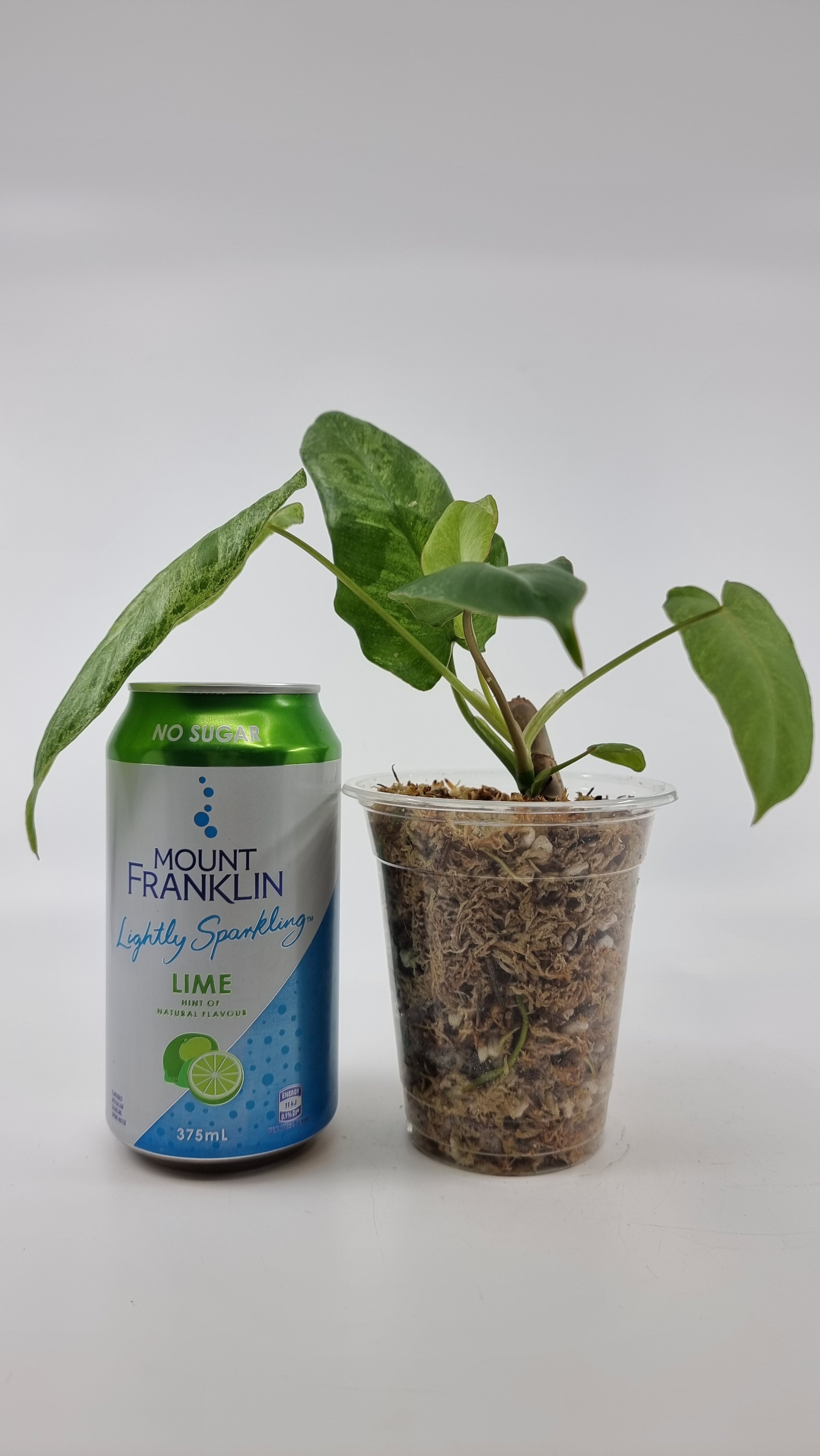 Rare indoor plant Philodendron Paraiso Verde grown and propagated by rare plant shop The Leaf Gallery in Perth
