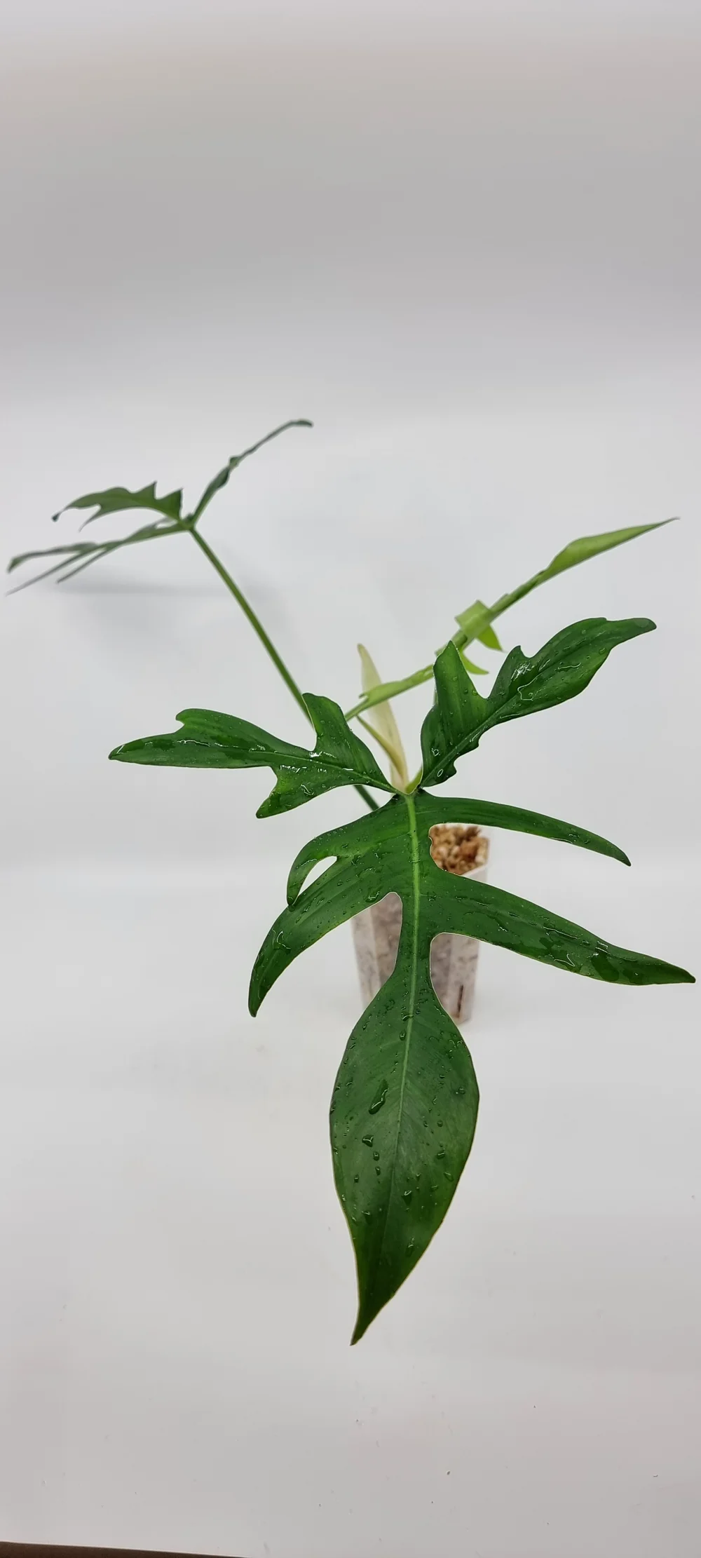 balcony planters Manhattan Balcony Planter and Pond | Signature Planters main image 1