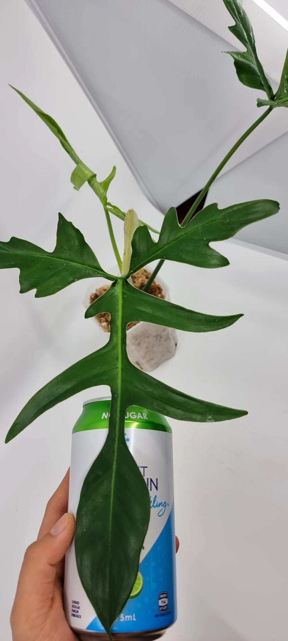philodendron spec. kolumbien Philodendron sp. 'Colombia' – Das Pflanzenarchiv main image 0
