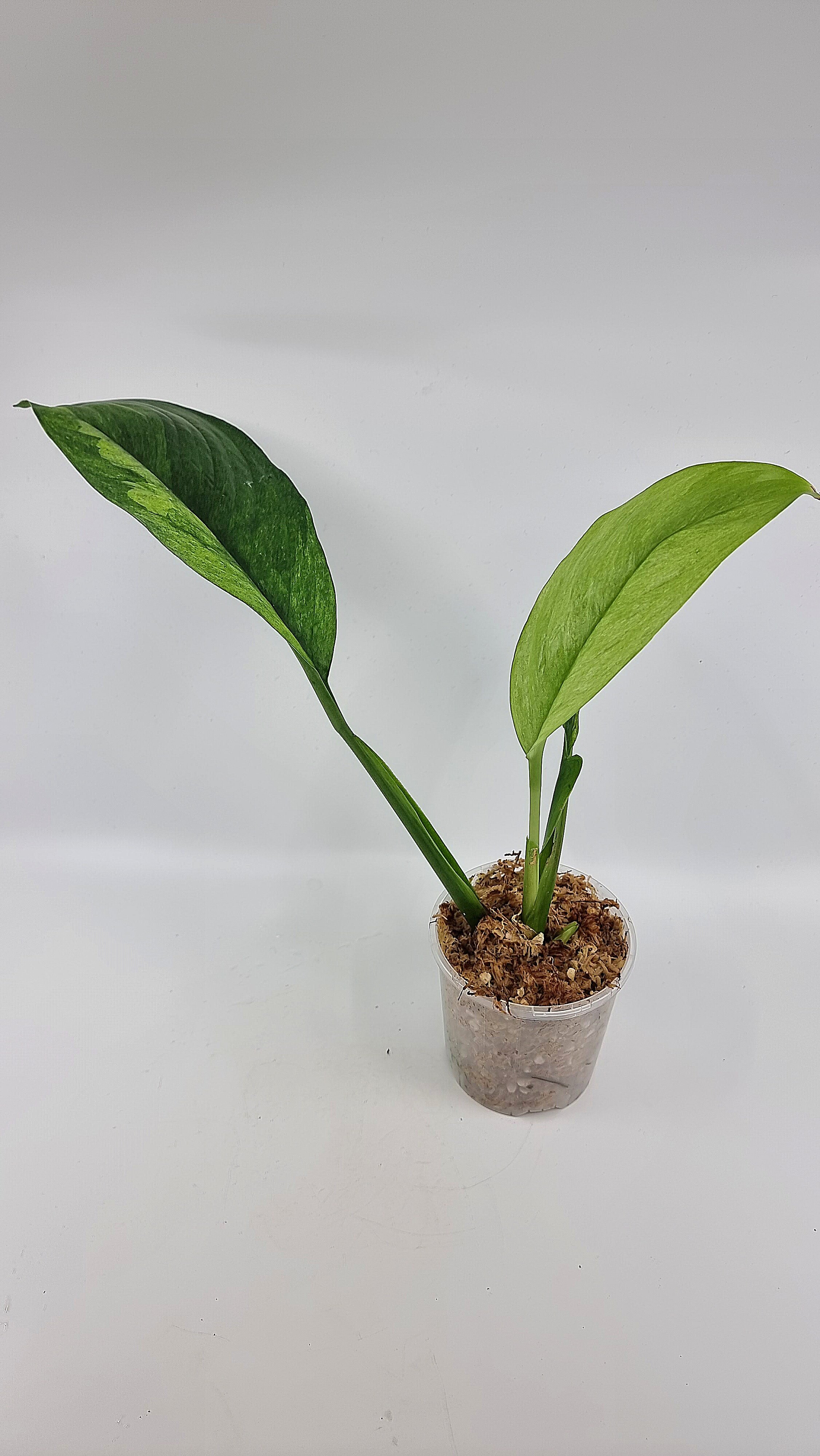 Rare indoor plant Scindapsus Parakensis Mint Varigated available at rare plant shop The Leaf Gallery in Perth