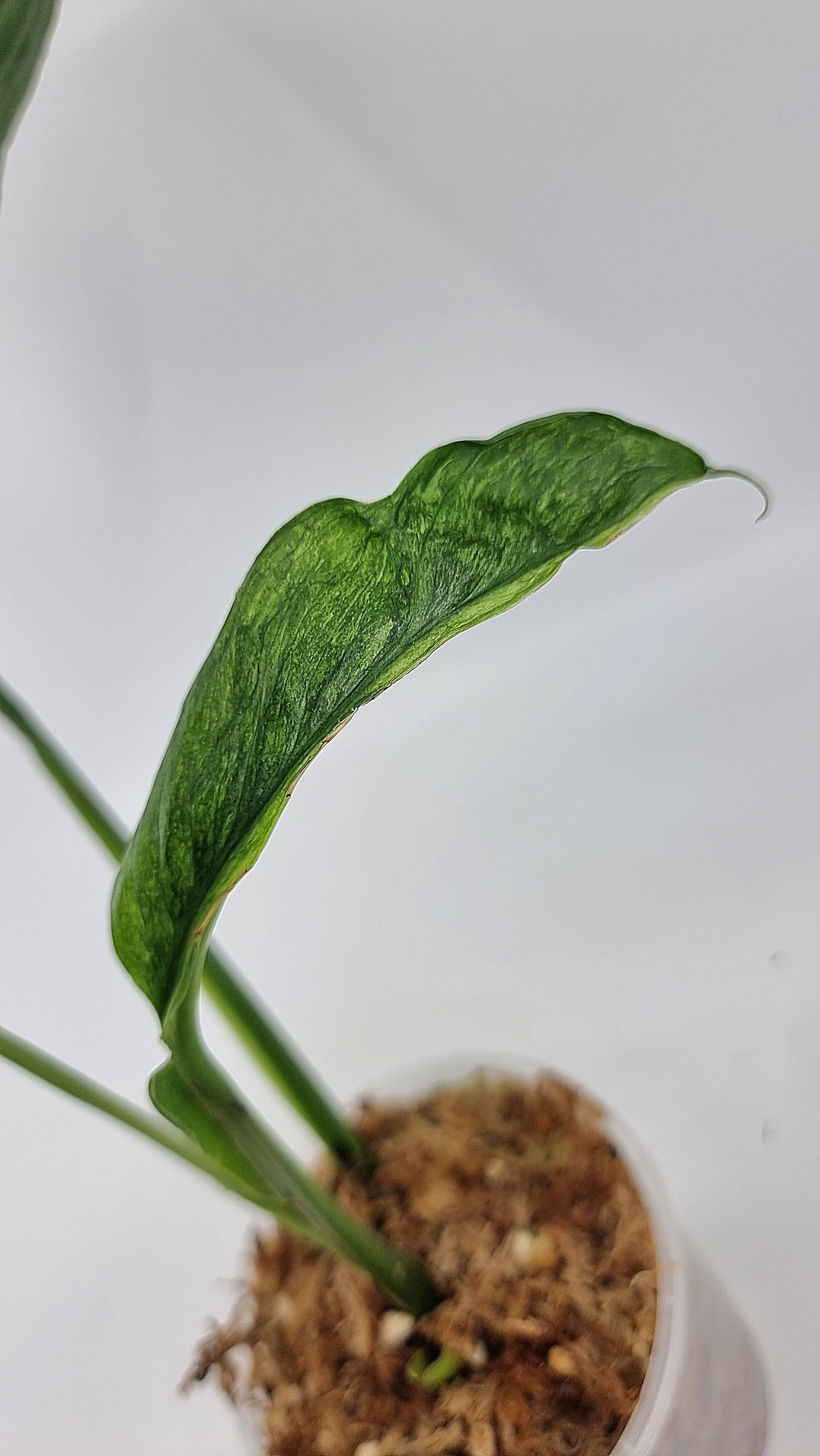 Rare indoor plant Scindapsus Parakensis Mint Varigated available at rare plant shop The Leaf Gallery in Perth