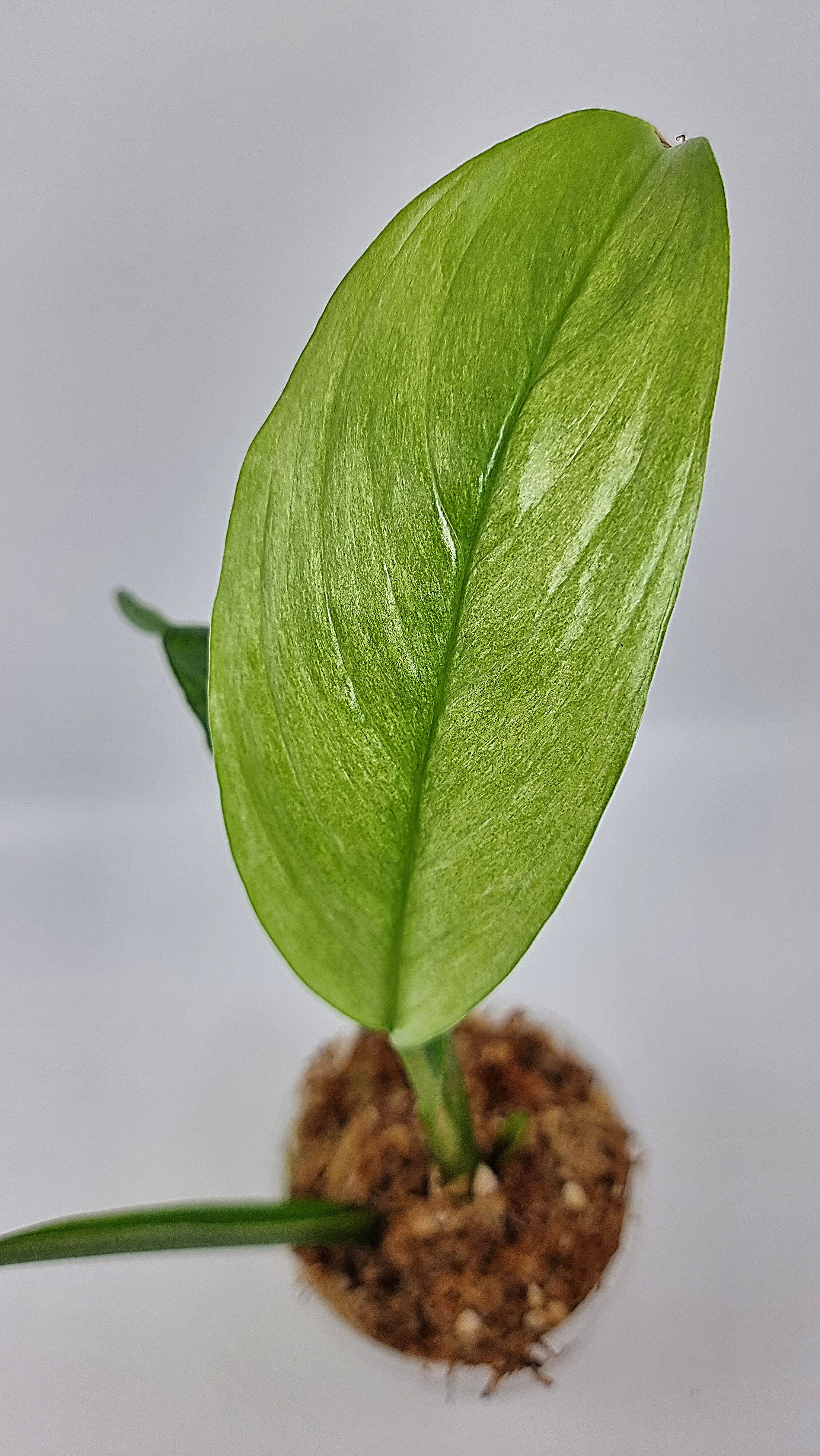 Rare indoor plant Scindapsus Parakensis Mint Varigated available at rare plant shop The Leaf Gallery in Perth