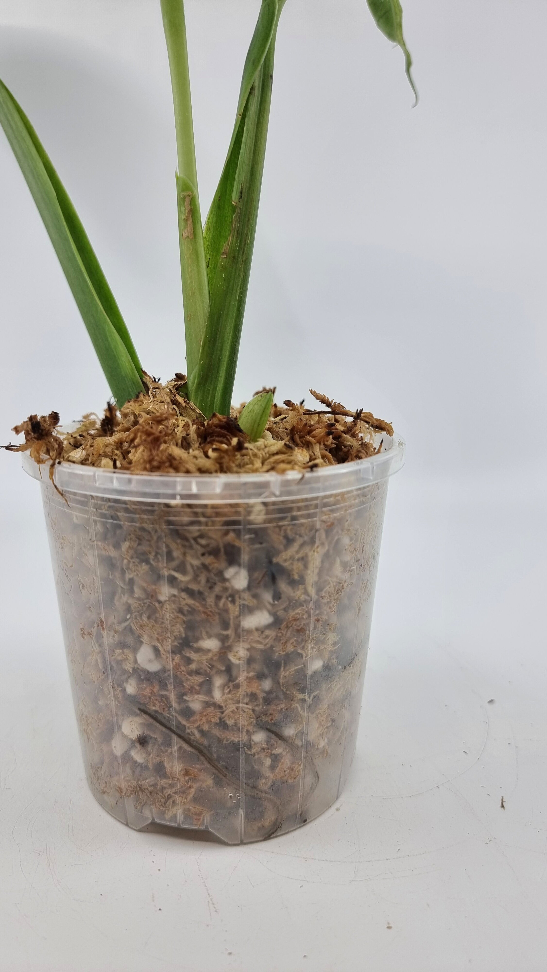 Rare indoor plant Scindapsus Parakensis Mint Varigated available at rare plant shop The Leaf Gallery in Perth