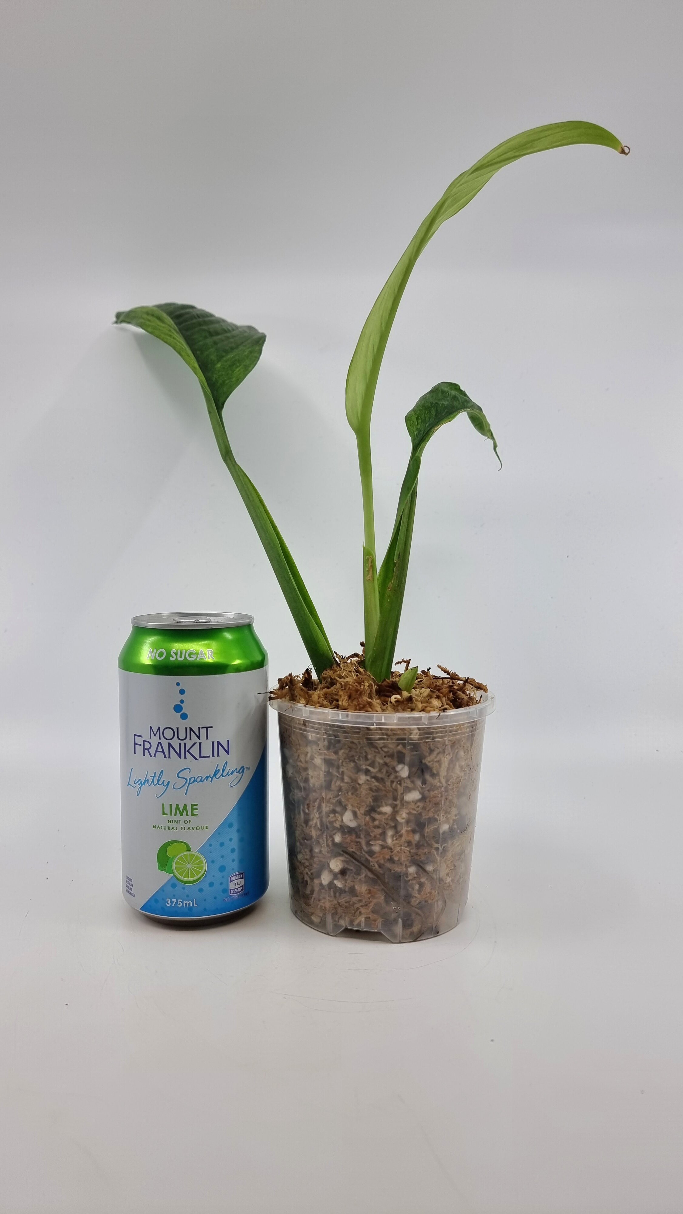 Rare indoor plant Scindapsus Parakensis Mint Varigated available at rare plant shop The Leaf Gallery in Perth