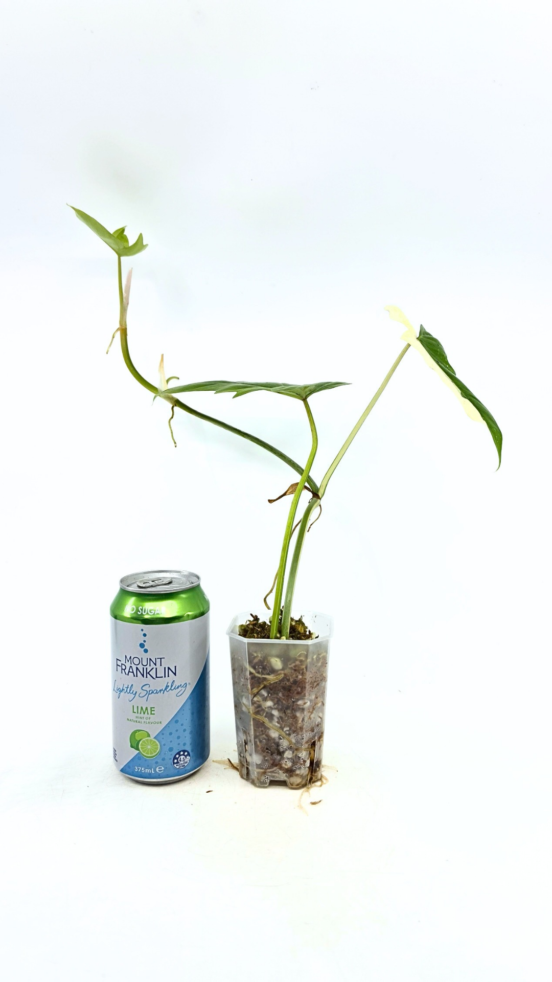 Super Rare indoor plant Philodendron Golden Dragon variegated available for sale at rare house plant shop The Leaf Gallery in Perth, Western Australia