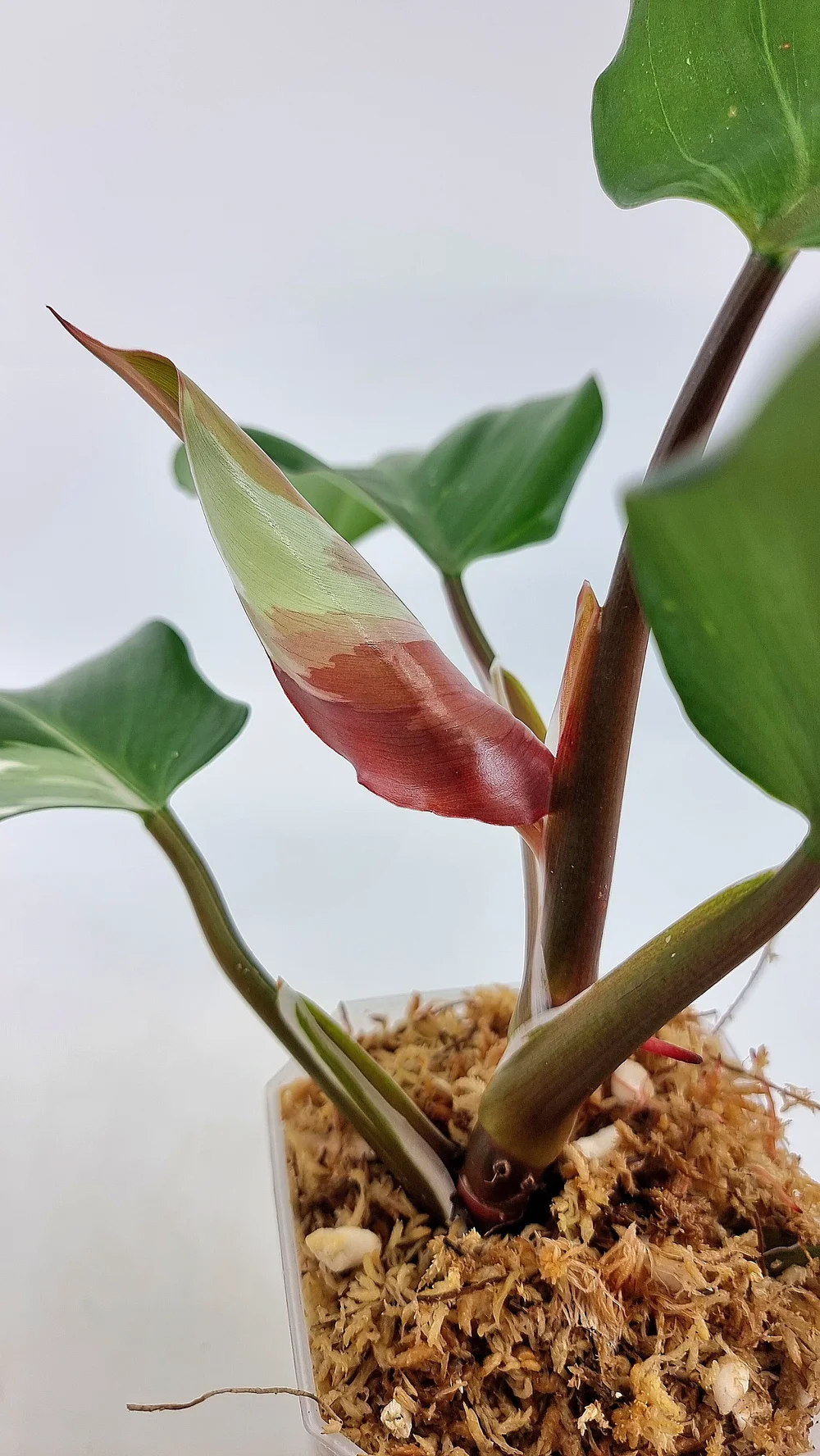 Philodendron White Knight  The Leaf Gallery