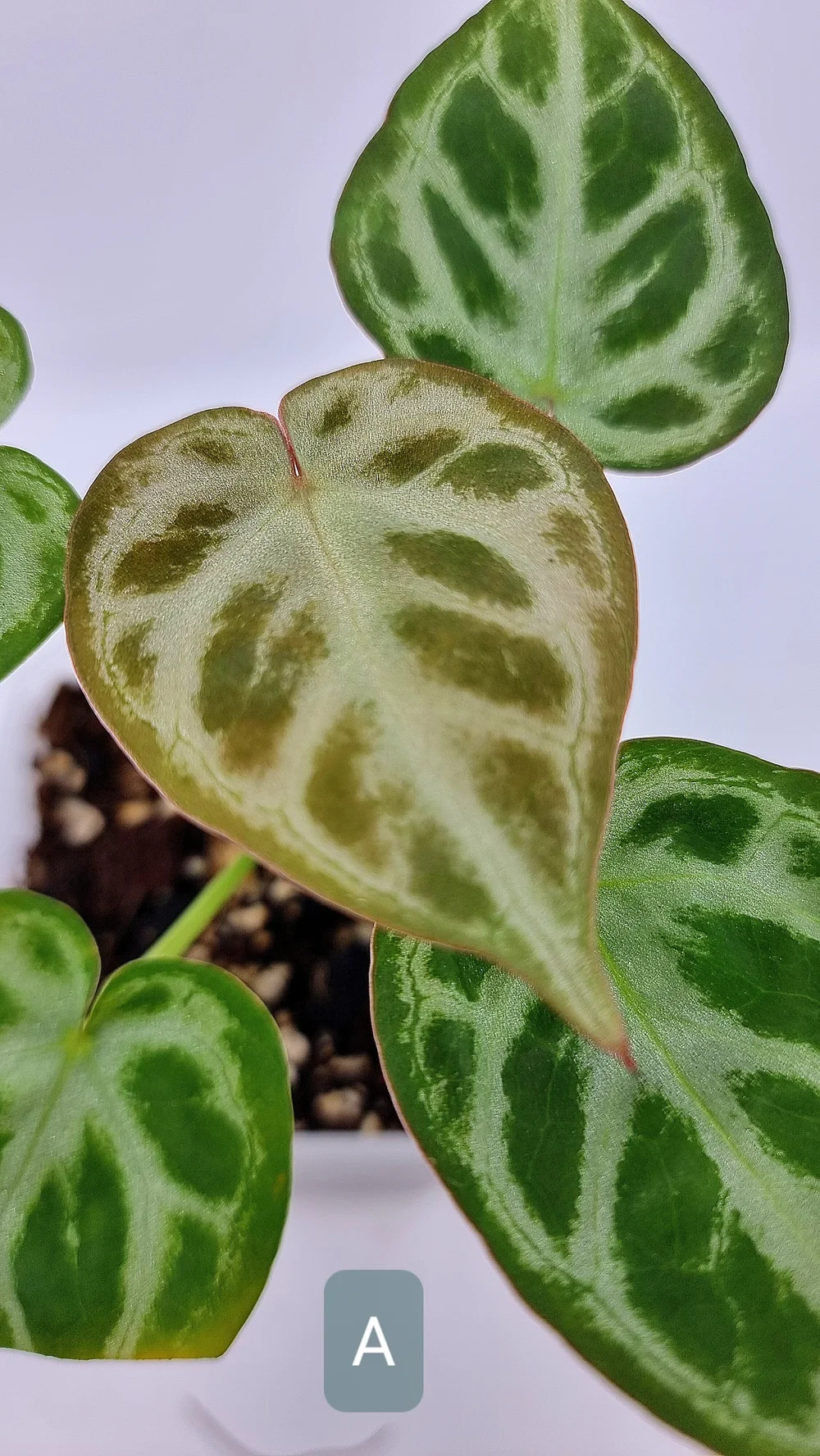 Anthurium Dorayaki Silver  The Leaf Gallery