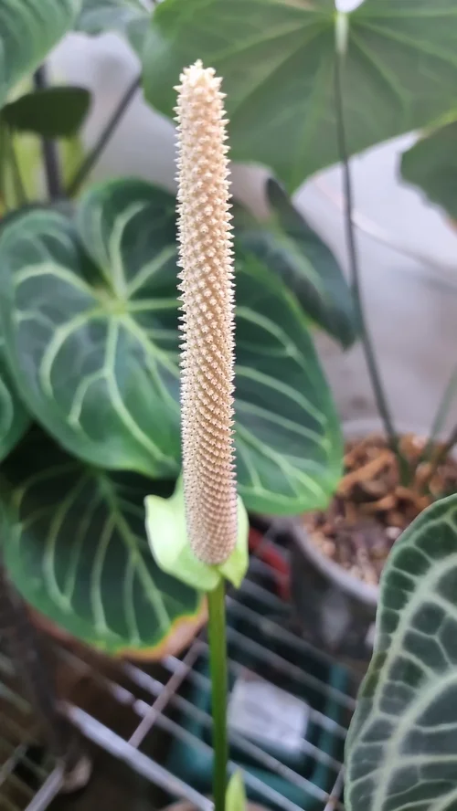 Anthurium Regale self pollination  The Leaf Gallery