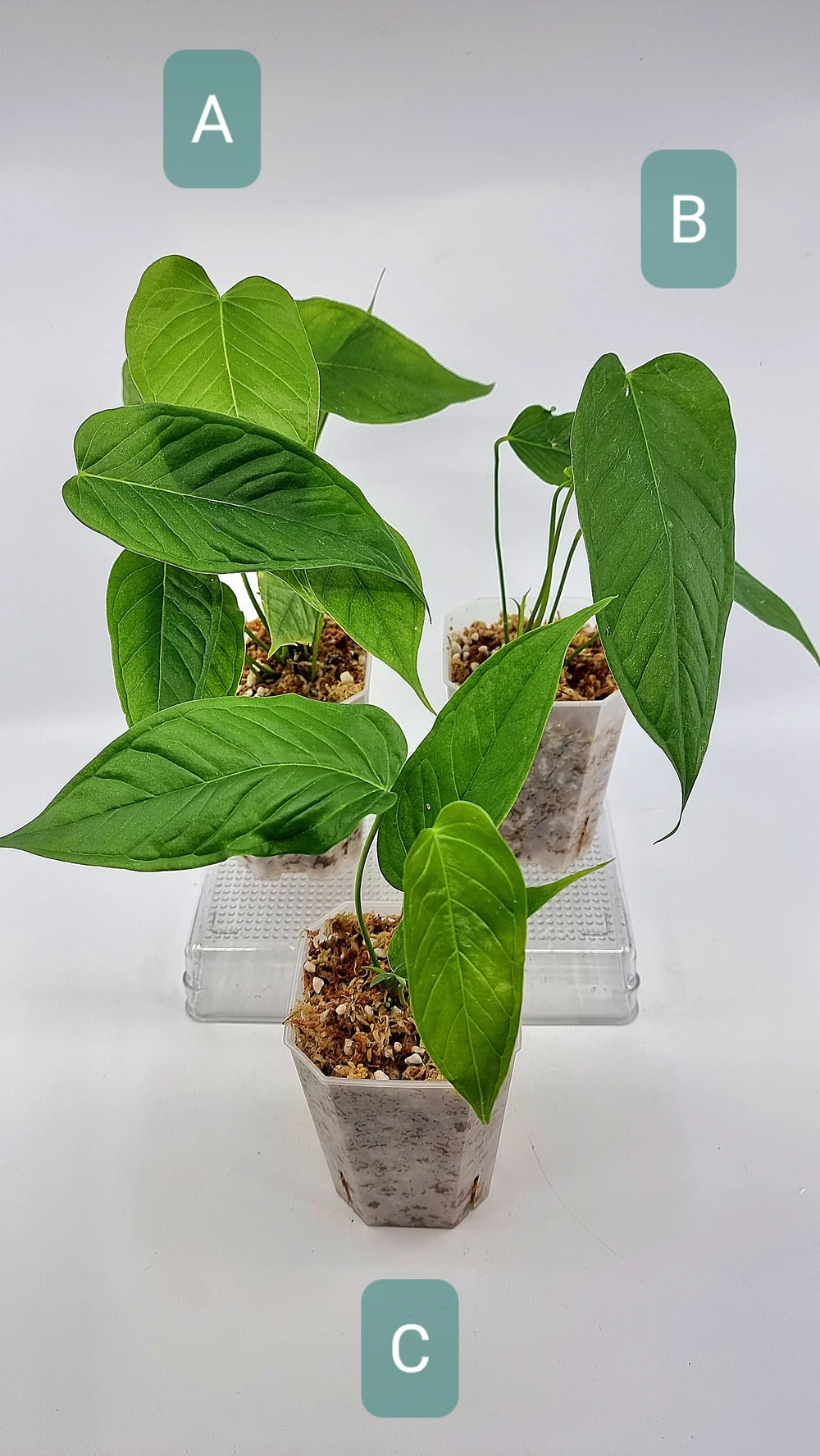 Anthurium Cuspidatum  The Leaf Gallery