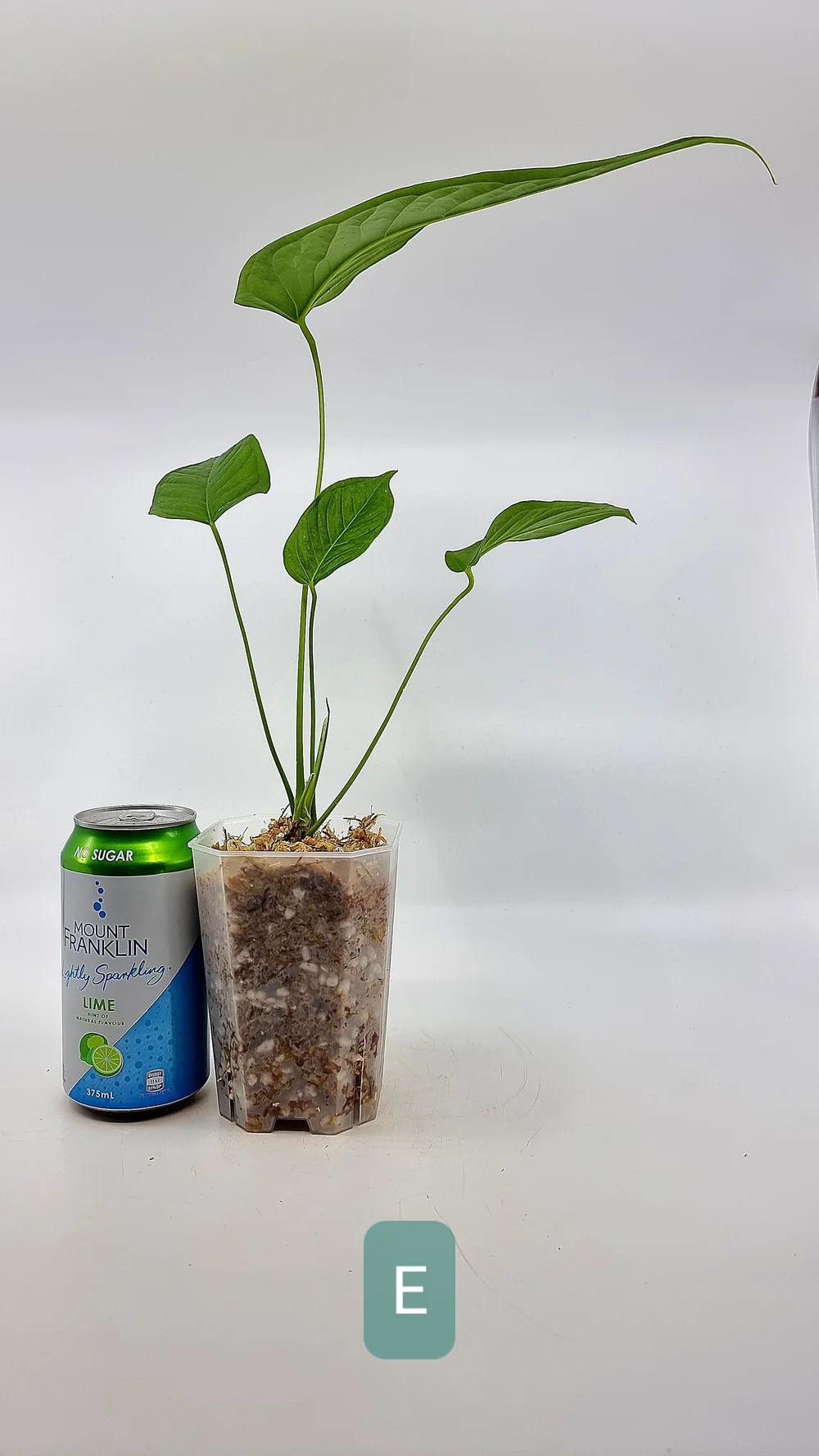 indoor bonsai ficus 53 Year Ficus Retusa Specimen Curved Trunk Bonsai Tree