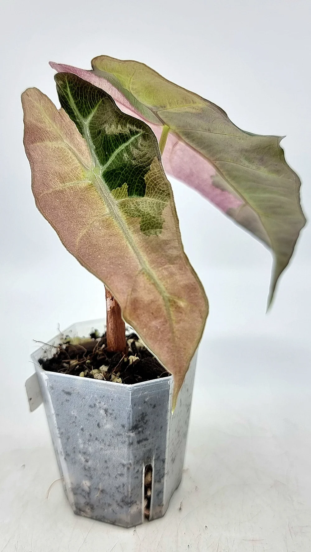 Alocasia Amazonica Polly Pink varigated③ Alocasia 'Polly' albovariegata - buy now at Foliage Factory