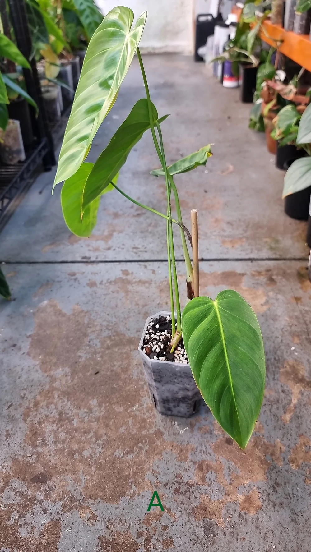 Philodendron esmeraldense narrow レア種 原種 Philodendron