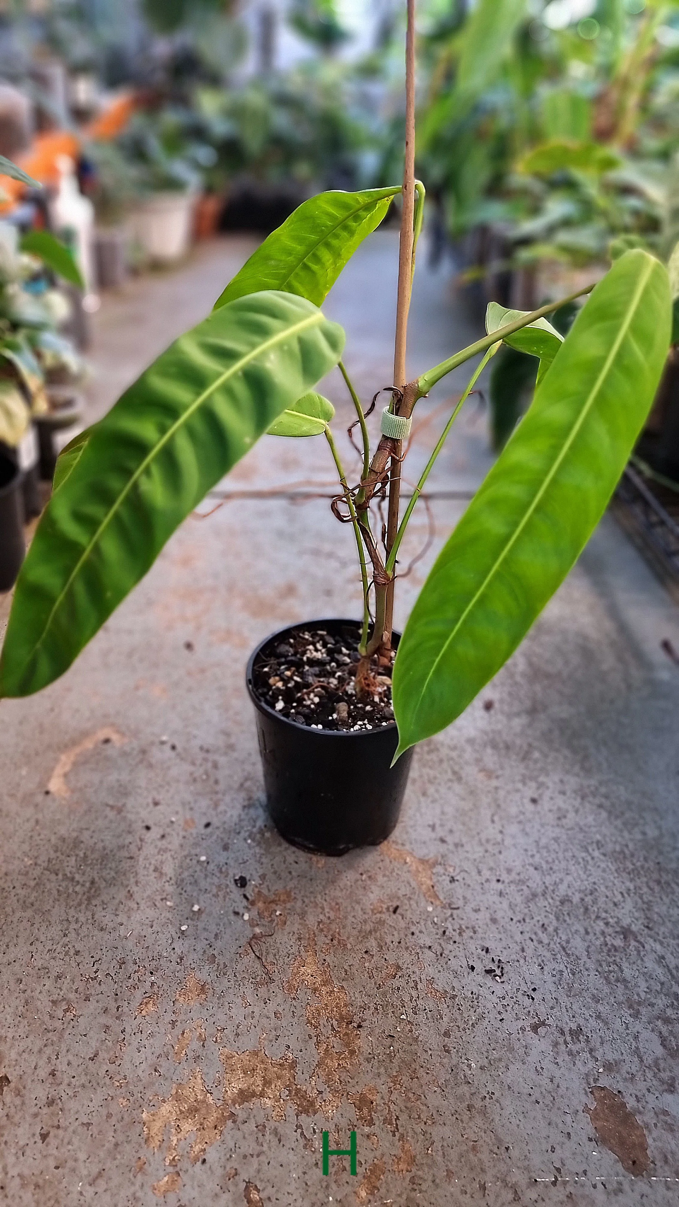 Philodendron Patriciae — The Leaf Gallery