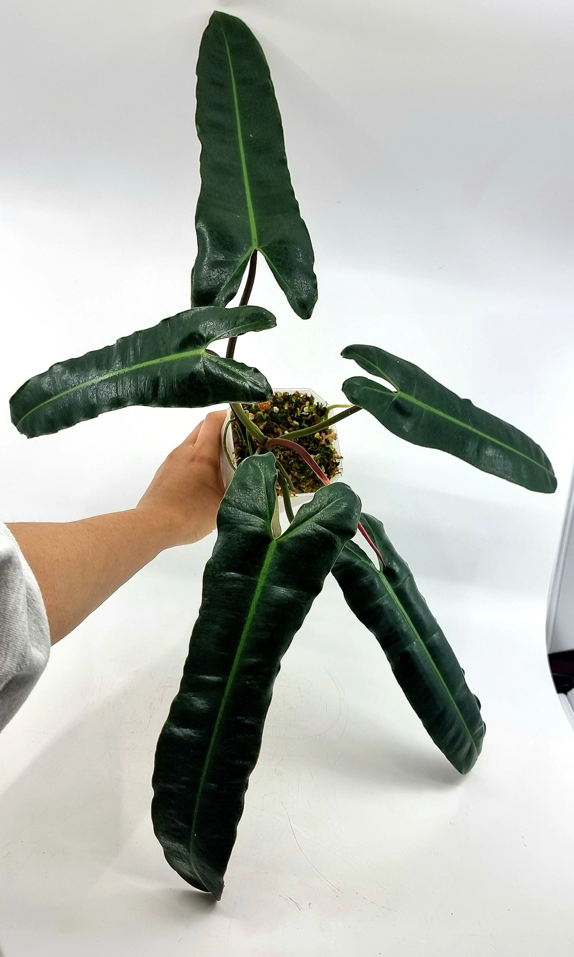 Philodendron Black Billitiae — The Leaf Gallery