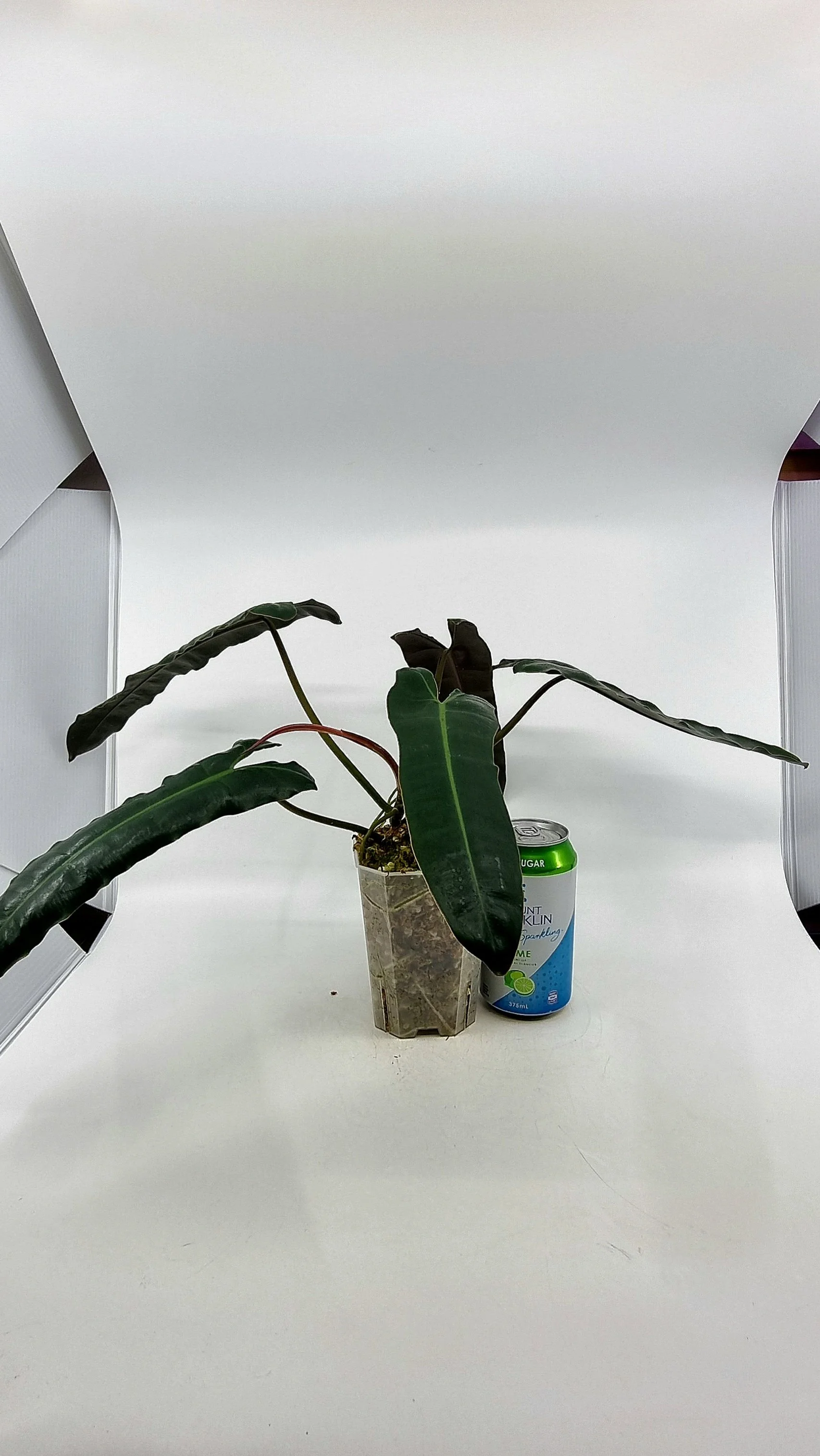 Philodendron Black Billitiae — The Leaf Gallery