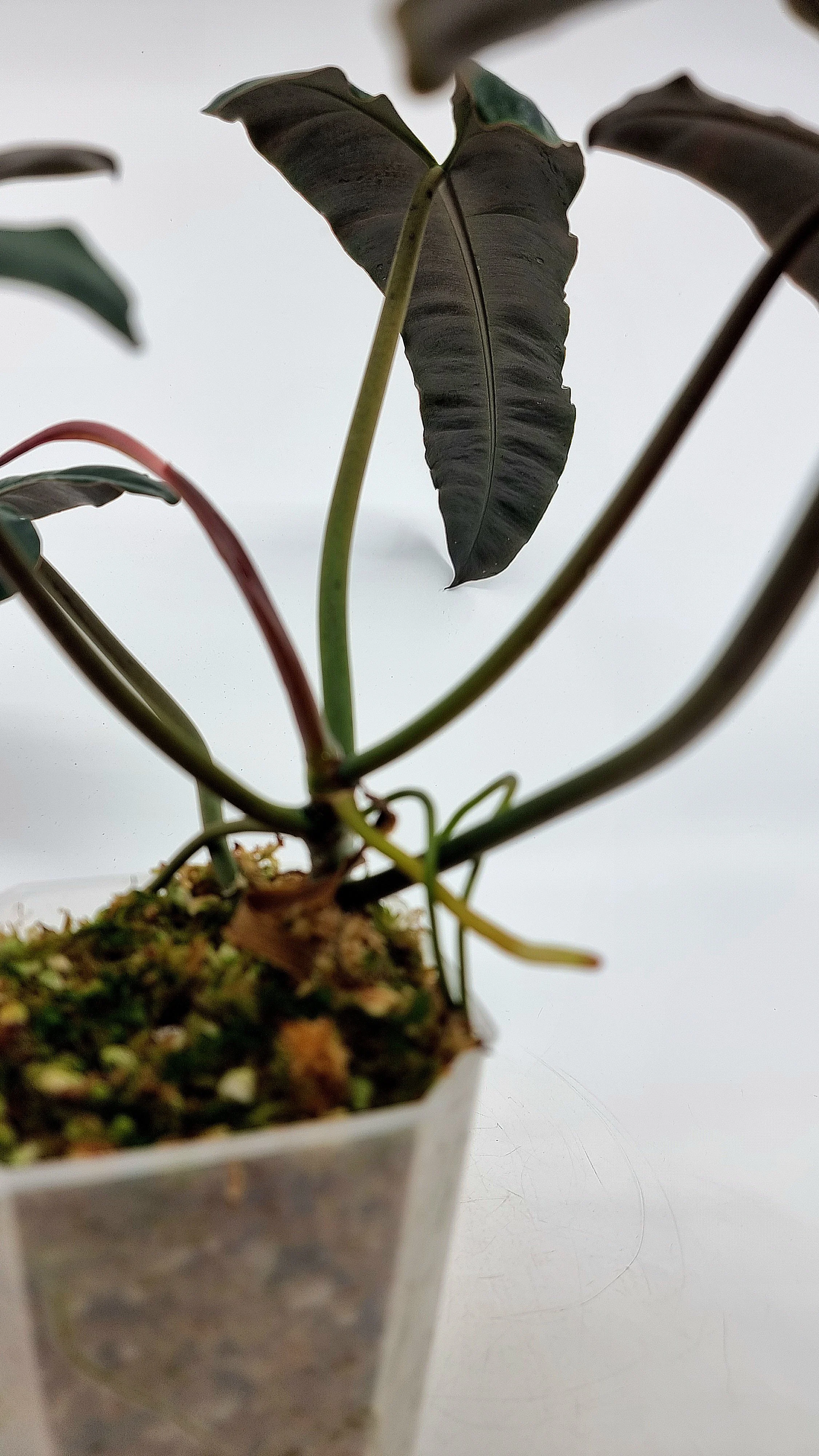 Philodendron Black Billitiae — The Leaf Gallery