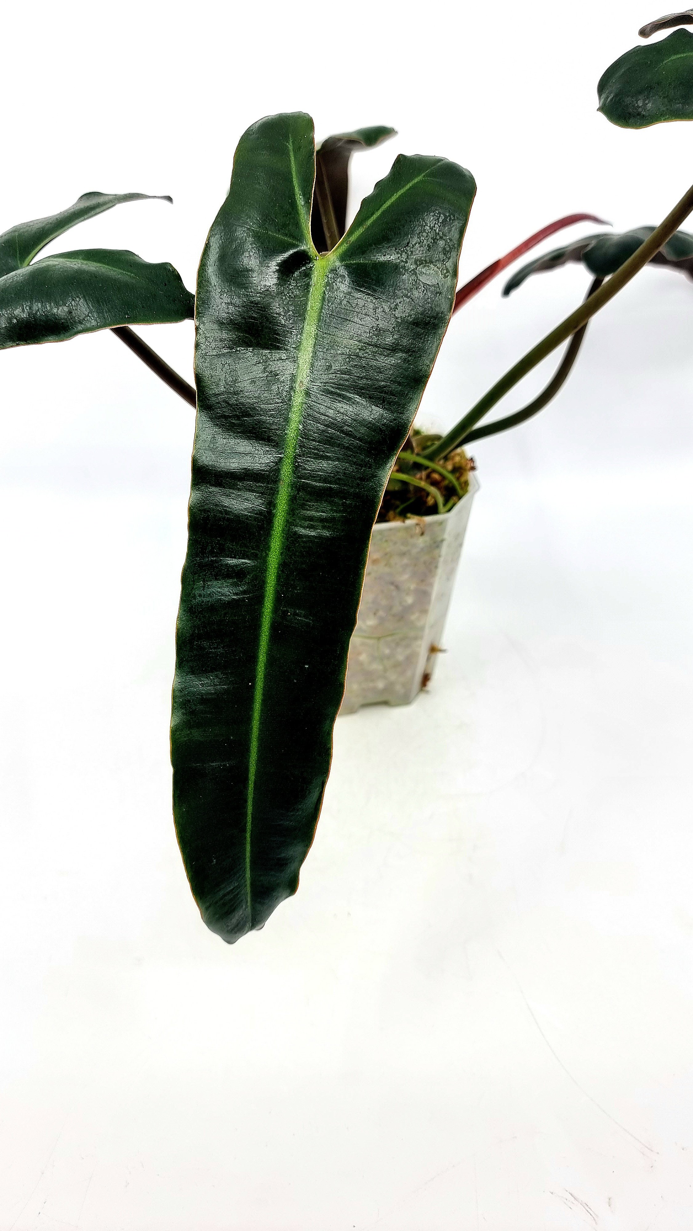Philodendron Black Billitiae — The Leaf Gallery