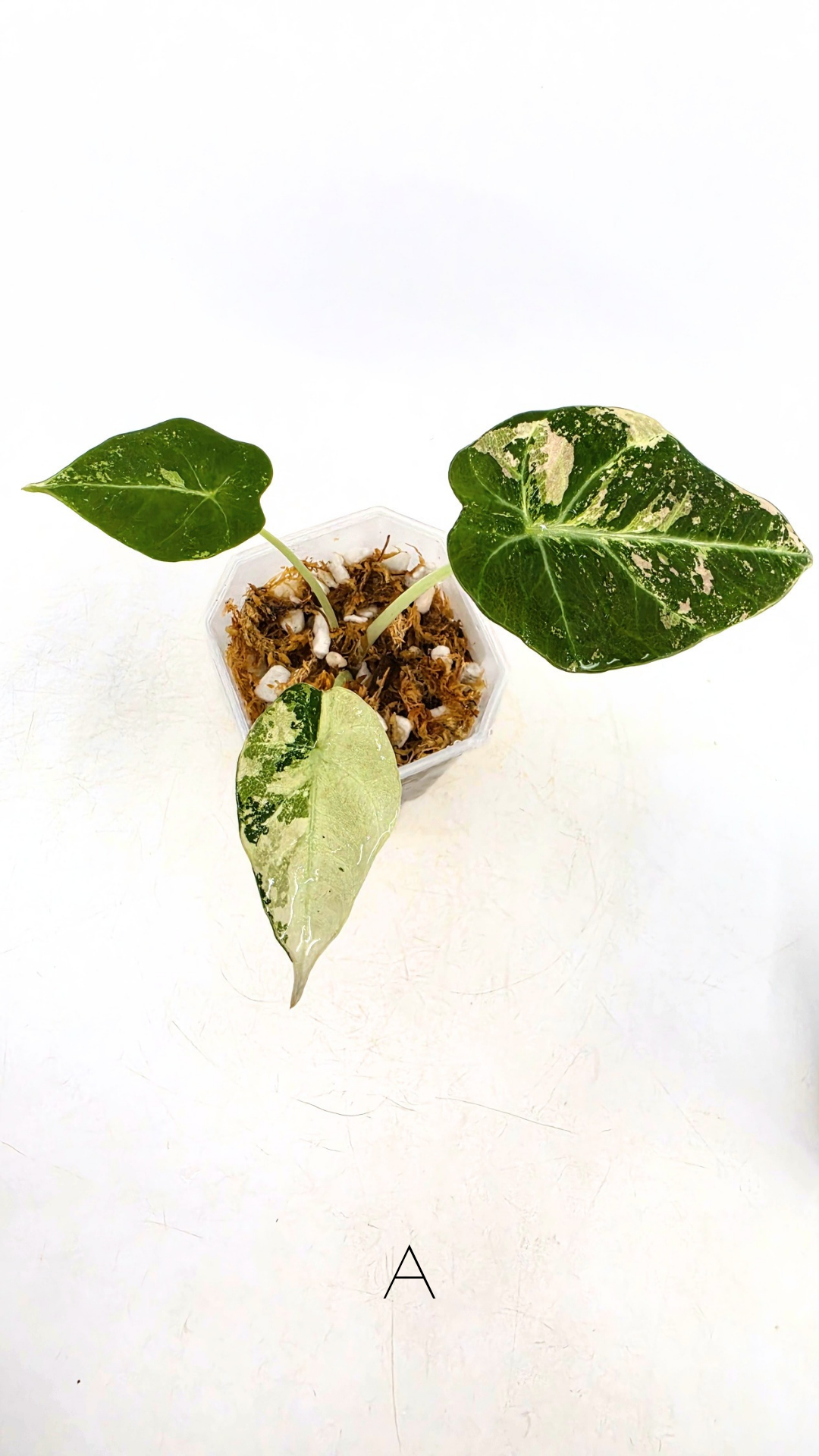 Rare indoor plant Alocasia Black Velvet Pink Variegated available for sale from rare house plant shop The Leaf Gallery in Perth, Western Australia