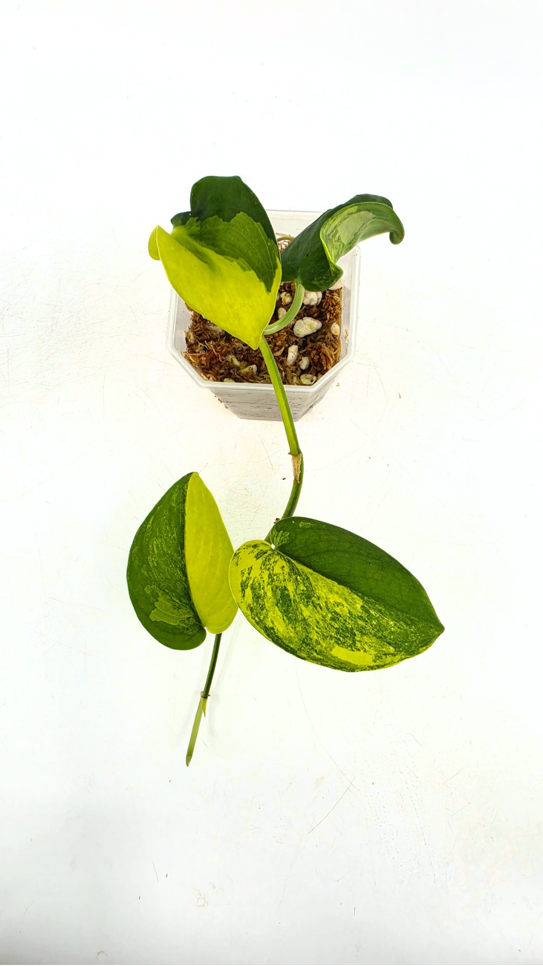 Rare house plant Scindapsus Jade Satin Aurea Variegated available for sale at rare indoor plant shop The Leaf Gallery in Perth, Western Australia