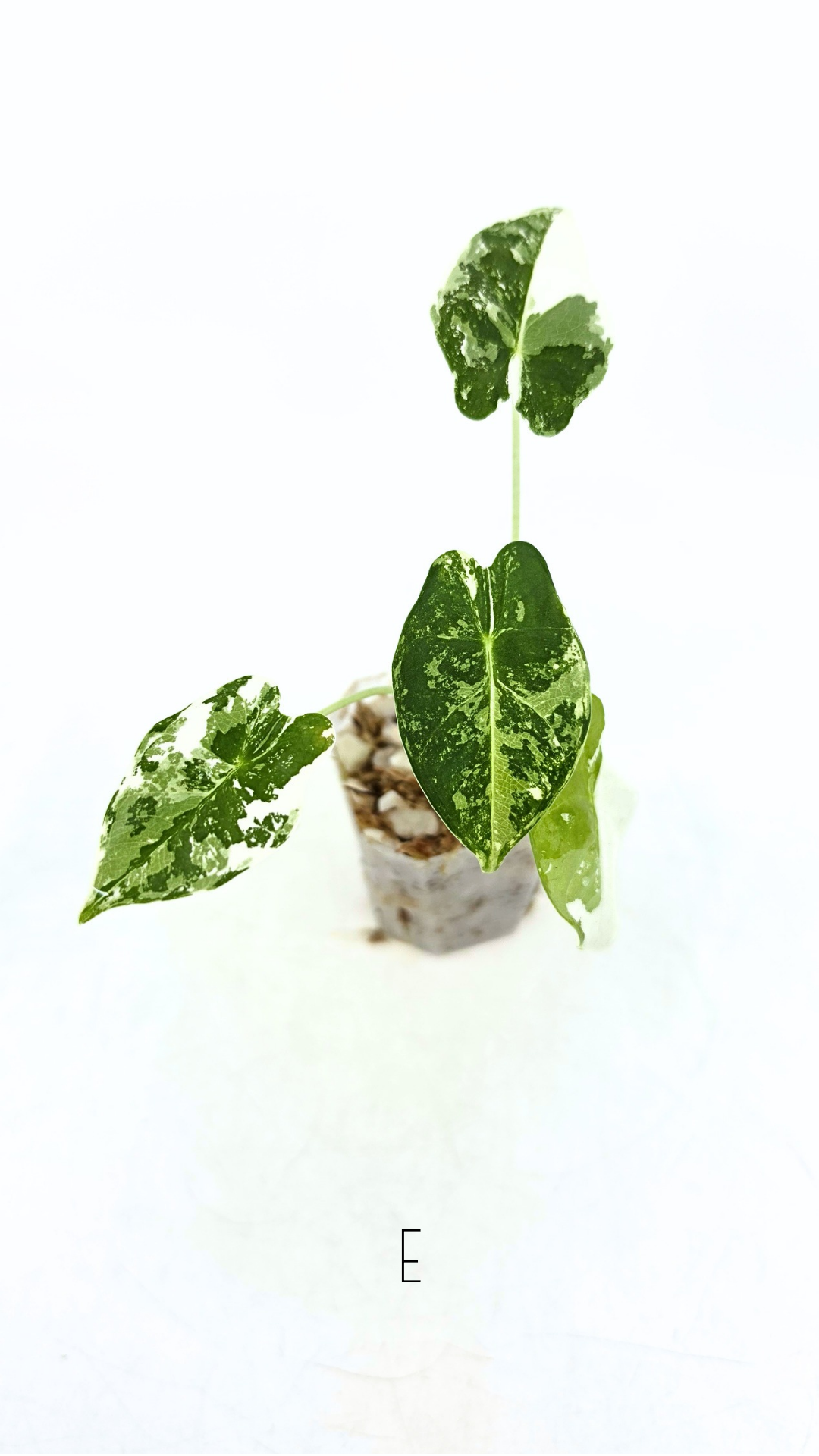 Rare Wax Plant Hoya Clemensiorum available for sale at rare house plant shop The Leaf Gallery in Perth, Western Australia