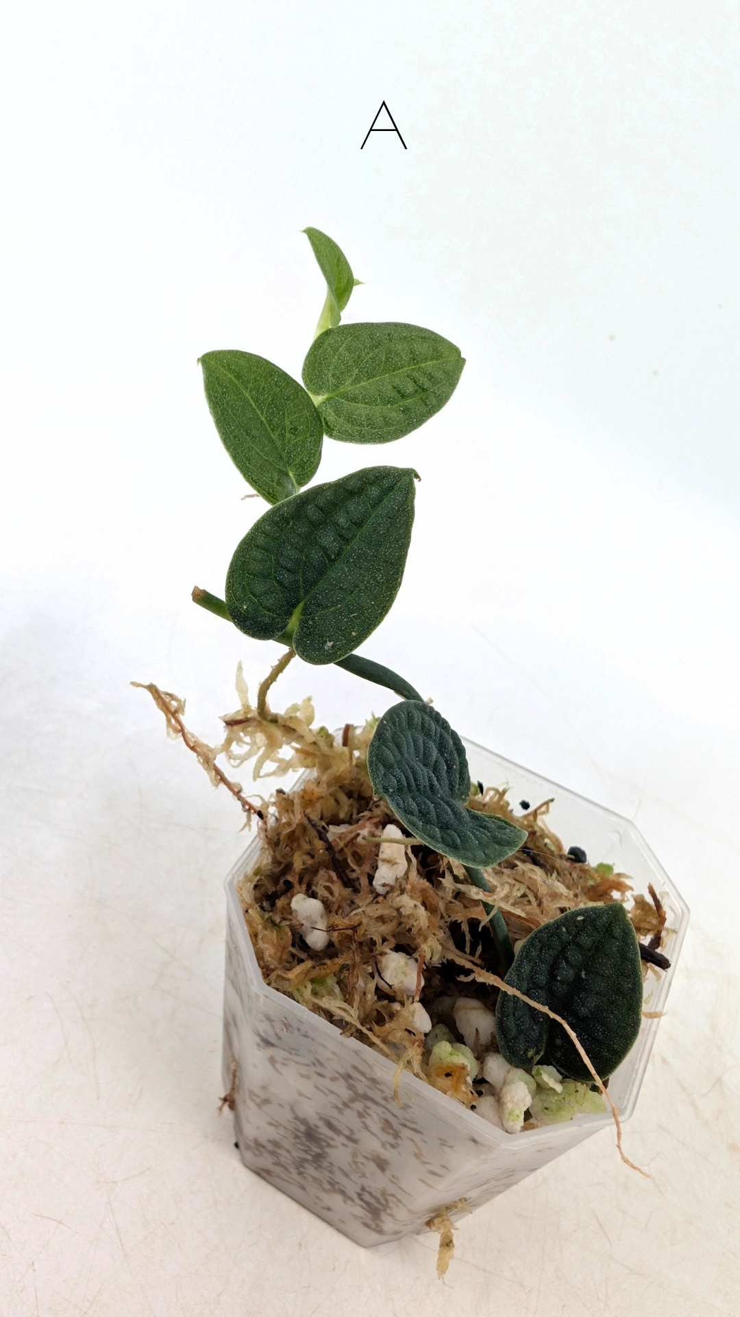 Rare Shingler plant Raphidophora Verstegii or Piper Clypeatum available at rare plant shop The Leaf Gallery in Perth, Western Australia