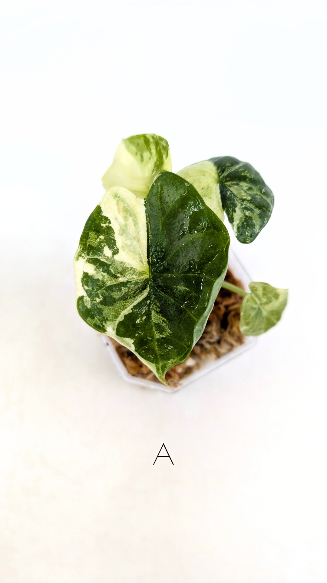 Sought after indoor plant Alocasia Dragon Scale Variegated available for sale at rare house plant shop The Leaf Gallery in Perth, Western Australia