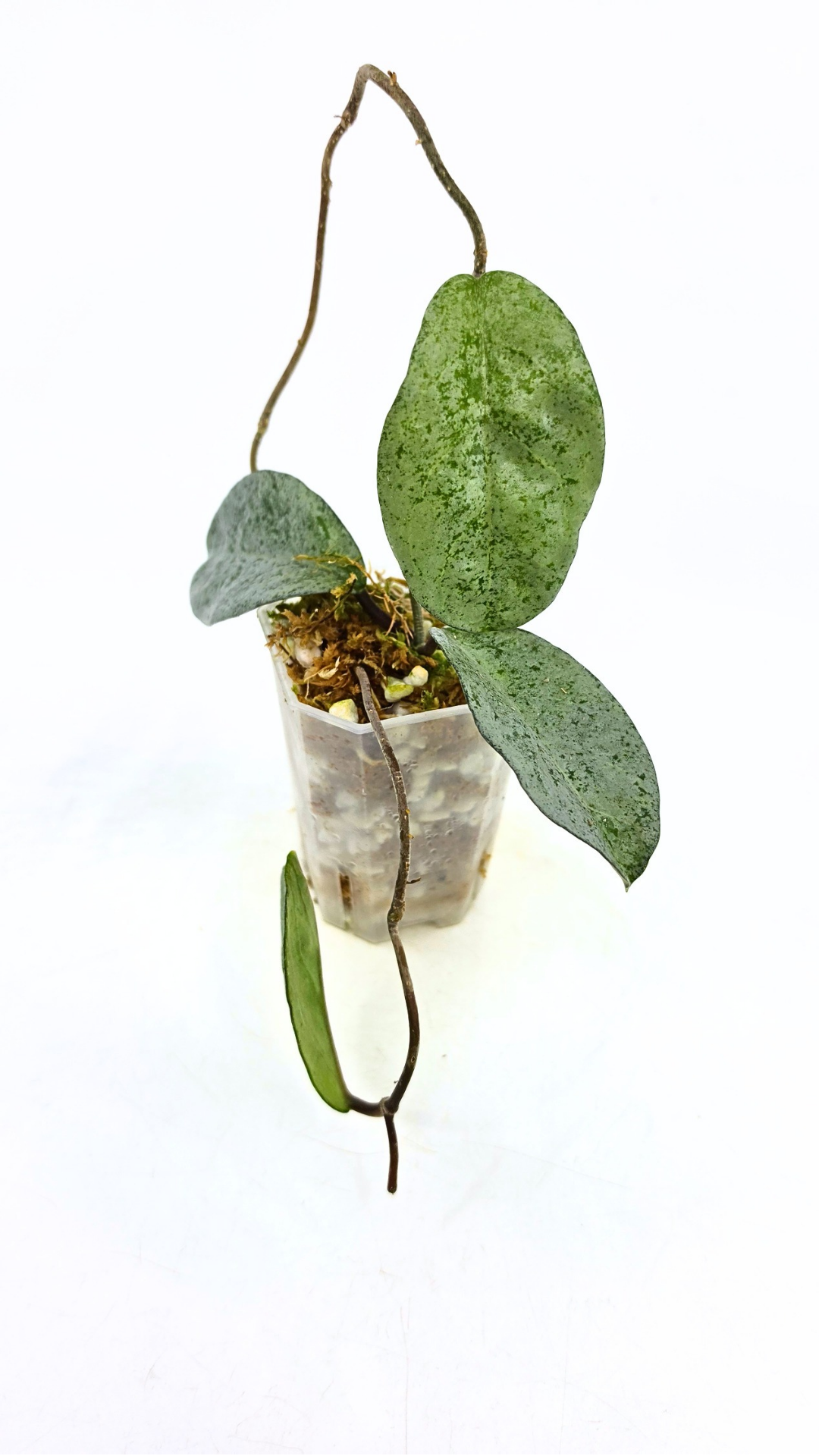 Rare waxplant plant Hoya Carnosa Grey Ghost available at rare plant shop The Leaf Gallery in Perth, Western Australia