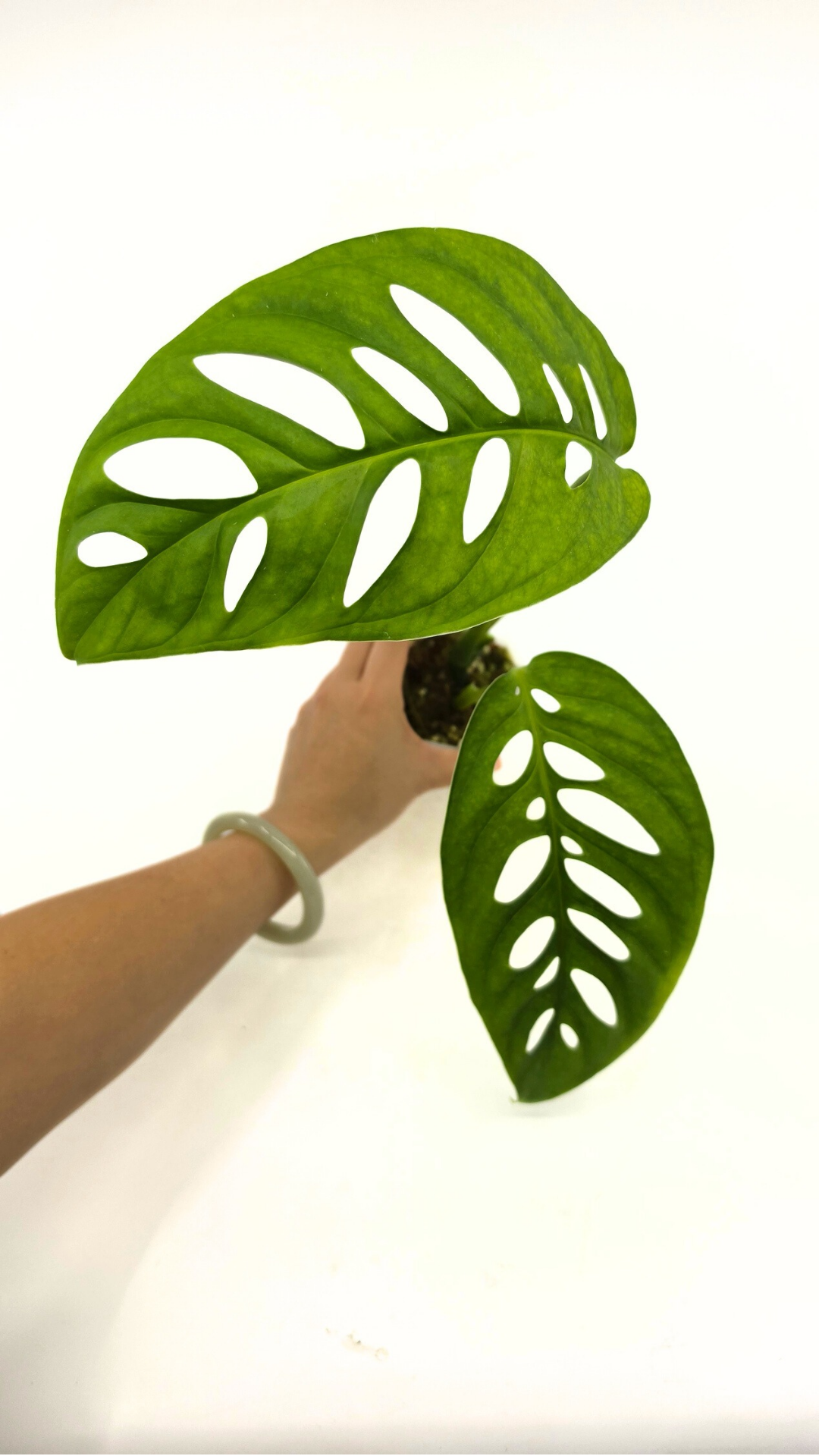 Rare indoor plant Monstera Esqueleto or Monstera Epipremnoides available for sale at rare plant shop The Leaf Gallery in Perth, Western Australia