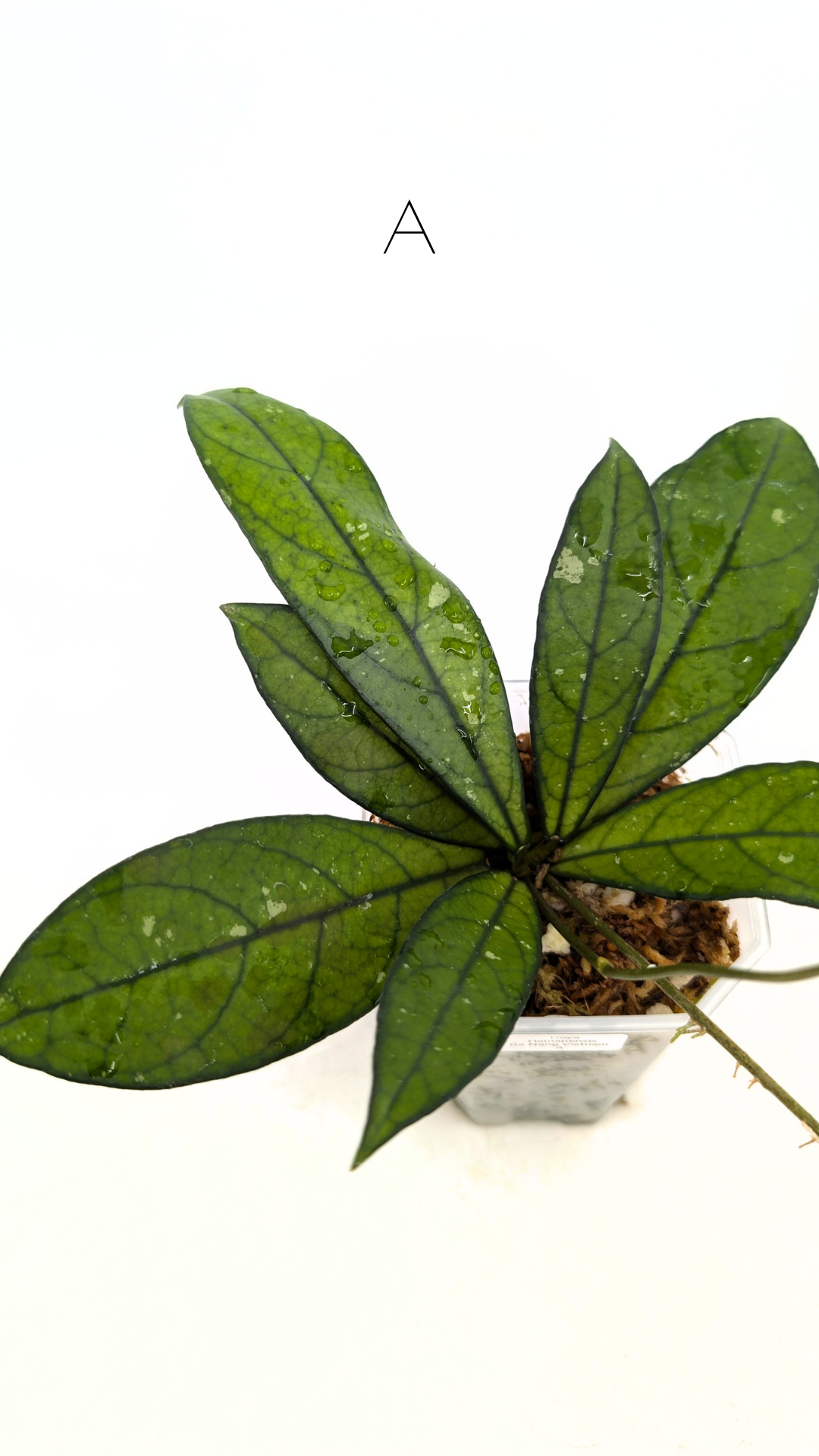 Rare waxplant Hoya Hainanensis Da Nang Vietnam available for sale at rare indoor plant shop The Leaf Gallery in Perth, Western Australia