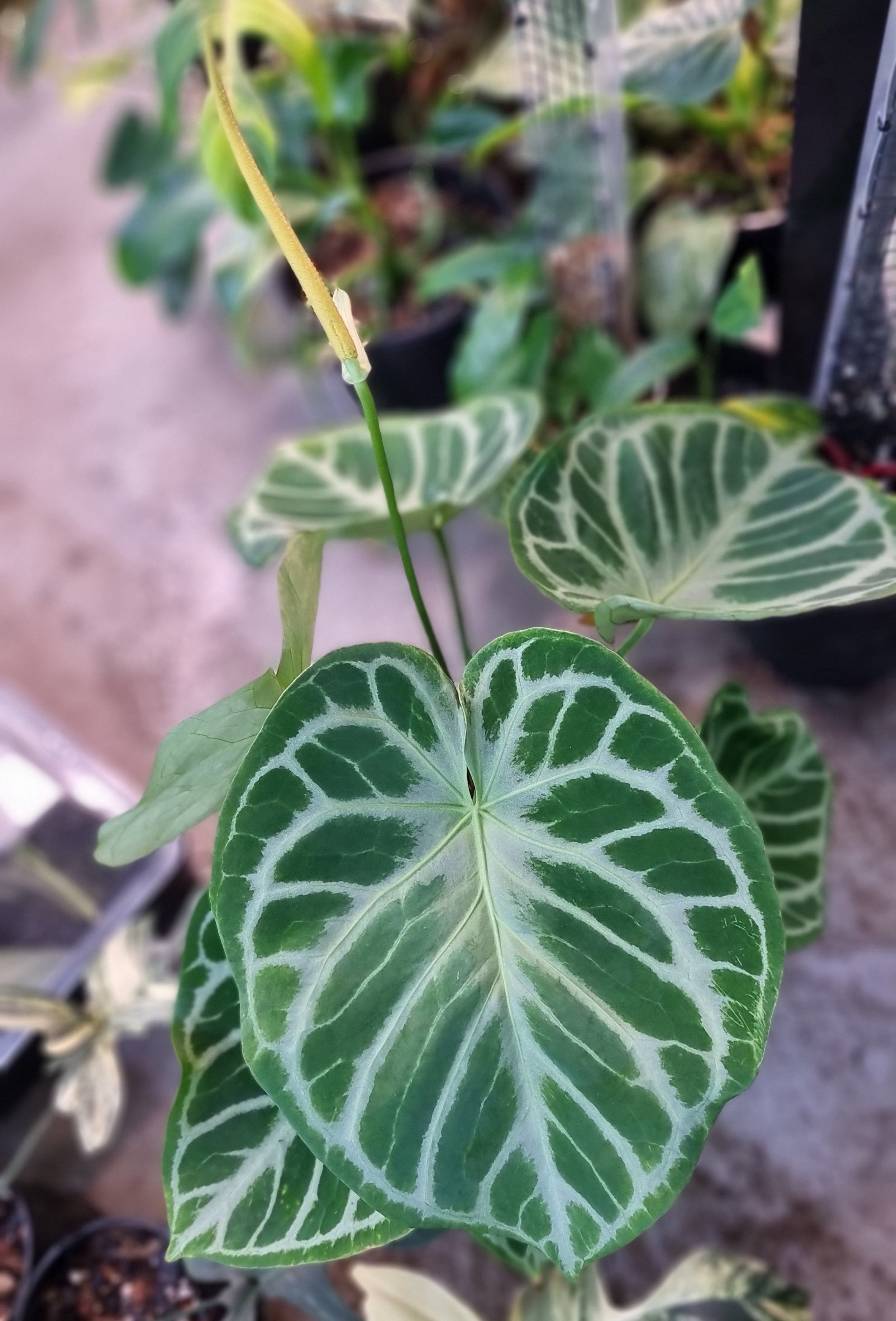 Rare plant Anthurium Silver Blush grown by rare plant shop The Leaf Gallery in Perth, Western Australia