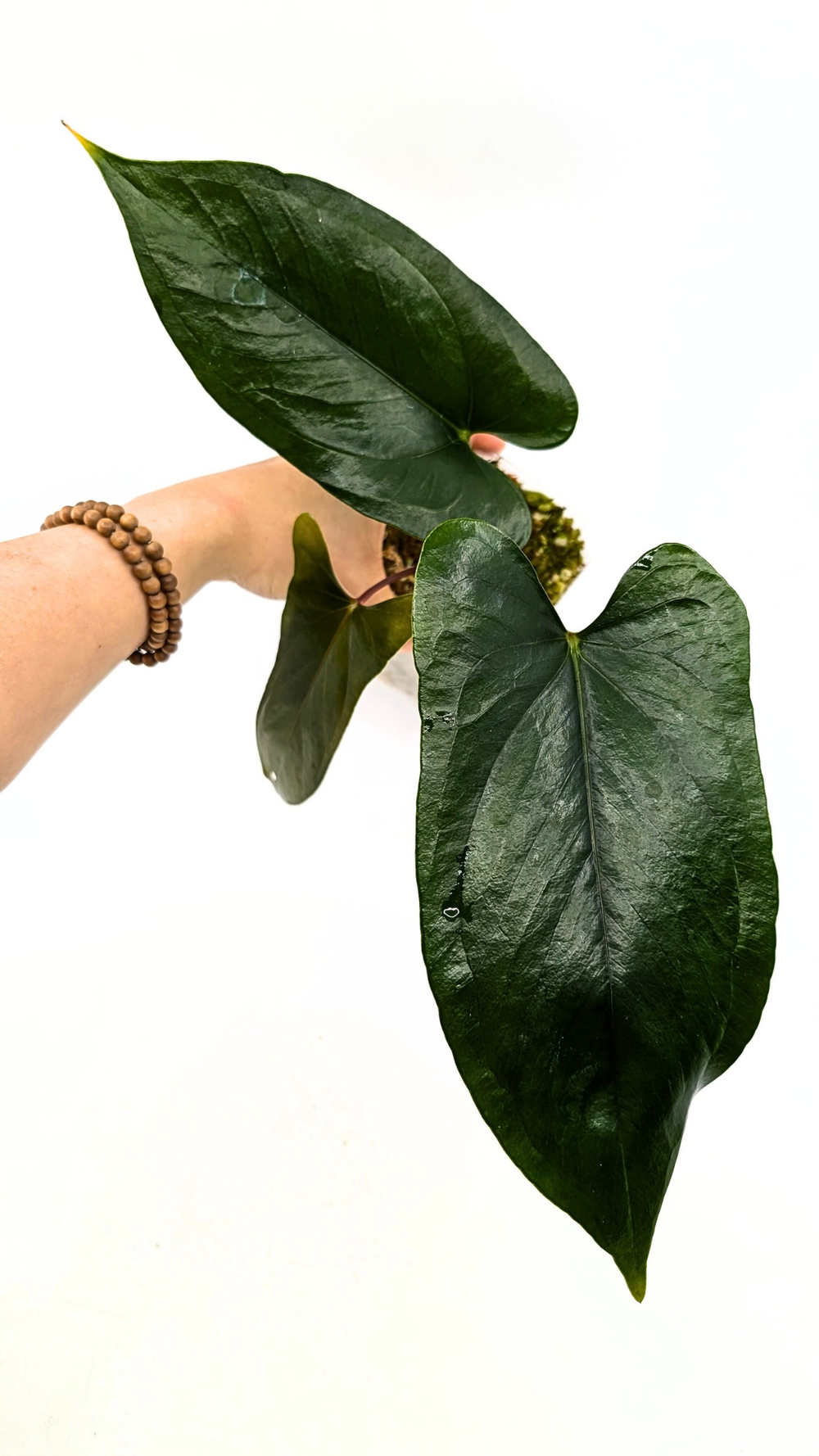 Anthurium Sp Napo  The Leaf Gallery