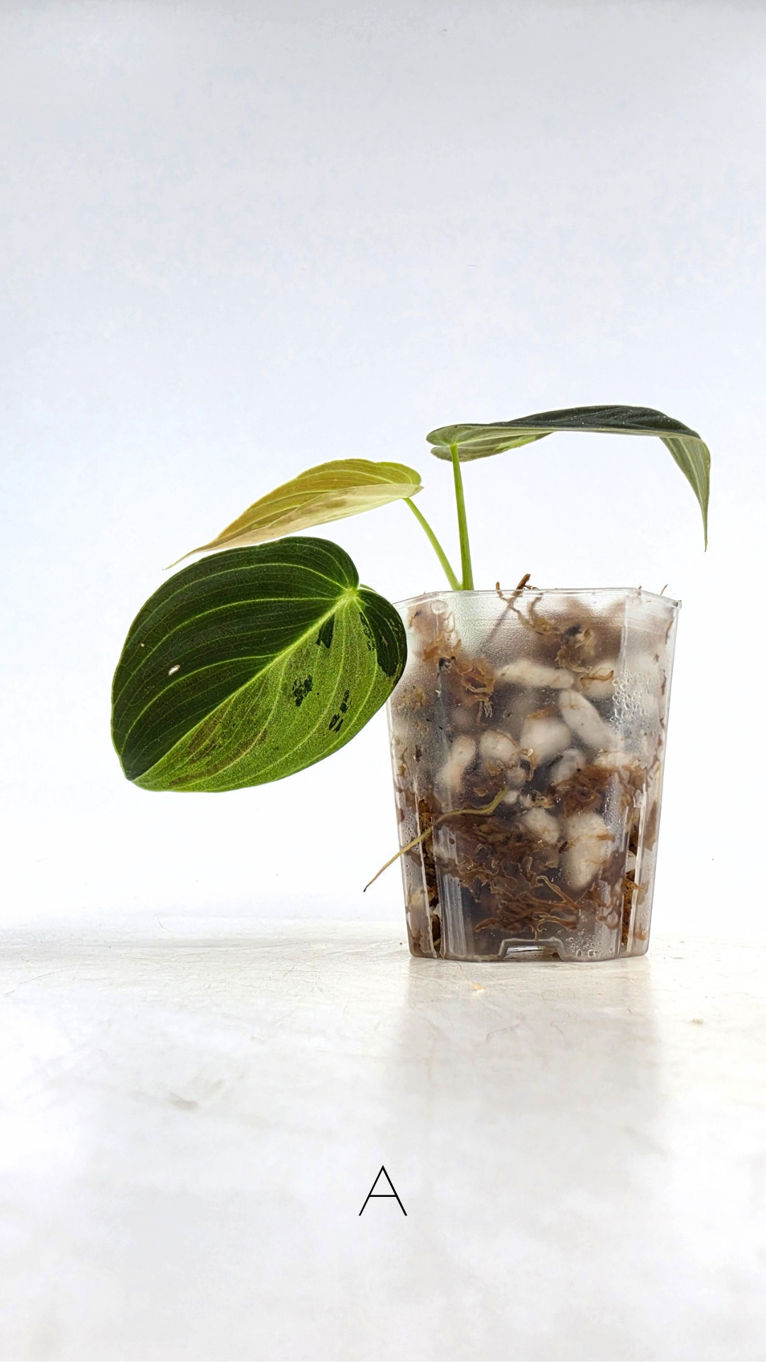 Rare plant Philodendron Melanochrysum Varigated available for sale at rare plant shop The Leaf Gallery in Perth, Western Australia