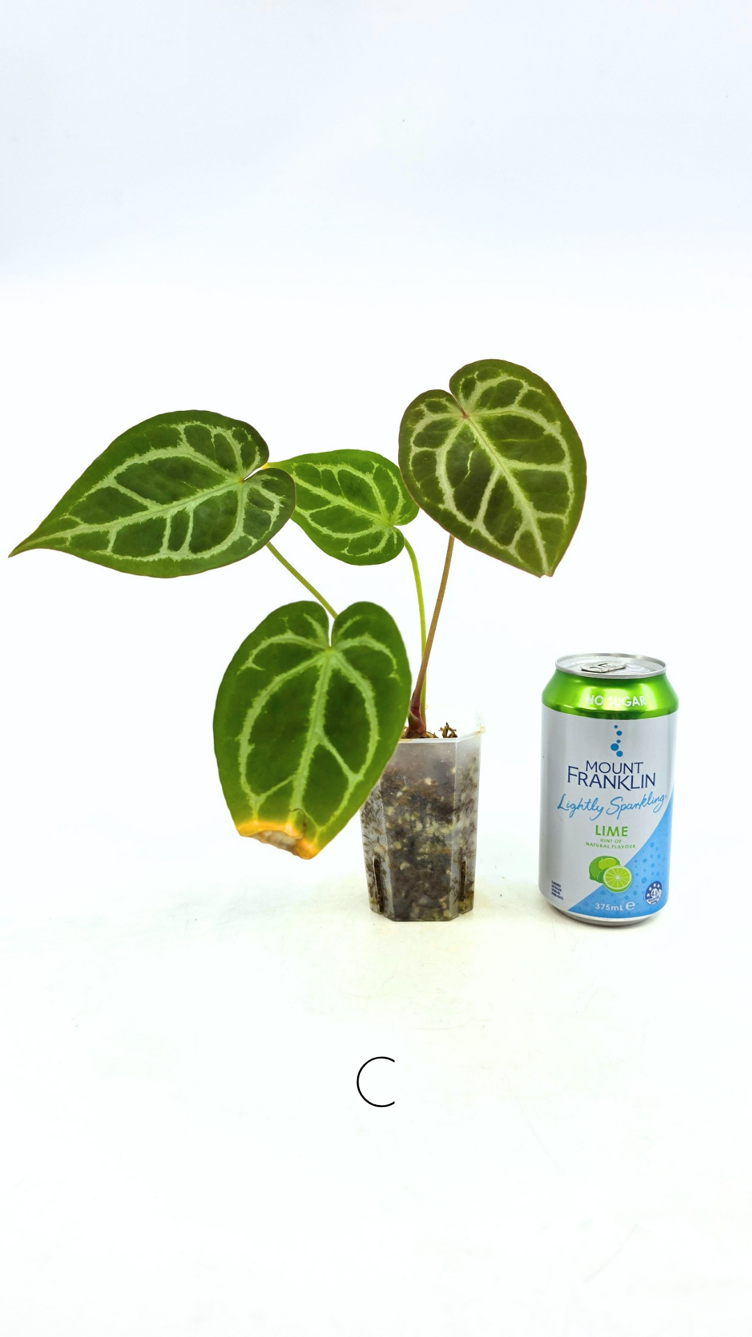 Rare anthurium hybrid Anthurium red dorayaki mutation with Anthurium Michelle by The Leaf Gallery in Perth, Western Australia