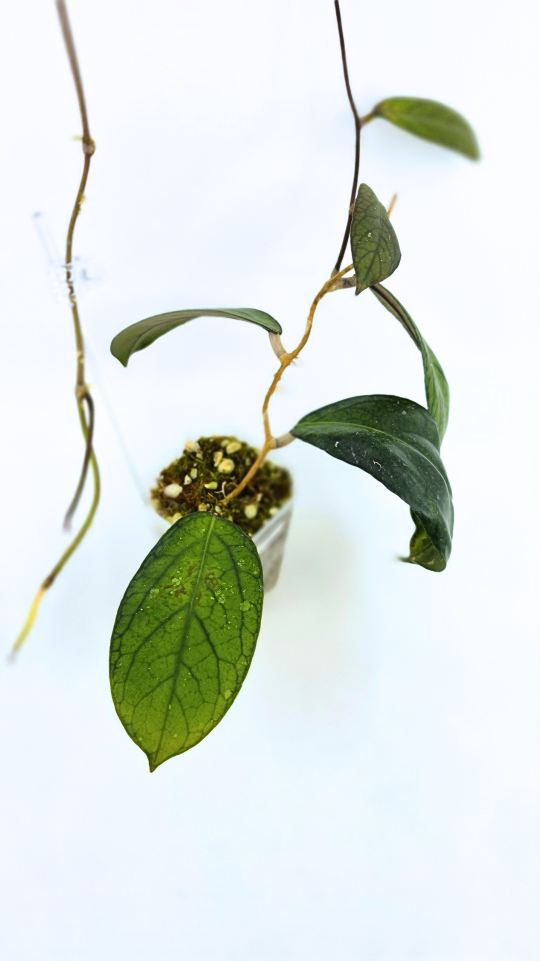 Rare waxplant Hoya Sp Tanggamus available for sale at rare indoor plant shop The Leaf Gallery in Perth, Western Australia