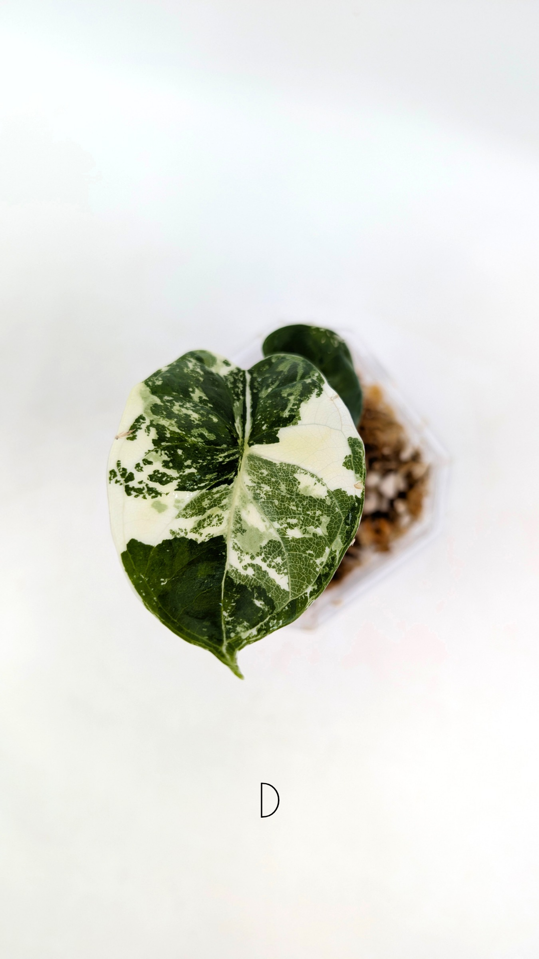 Sought after indoor plant Alocasia Dragon Scale Variegated available for sale at rare house plant shop The Leaf Gallery in Perth, Western Australia