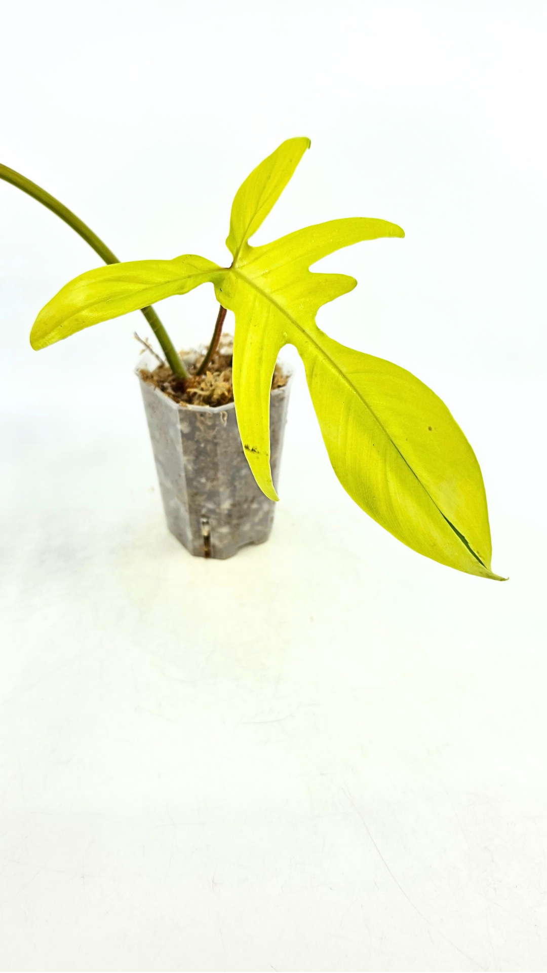 Rare indoor plant Philodendron Florida Beauty Varigated available at rare plant shop The Leaf Gallery in Perth, Western Australia