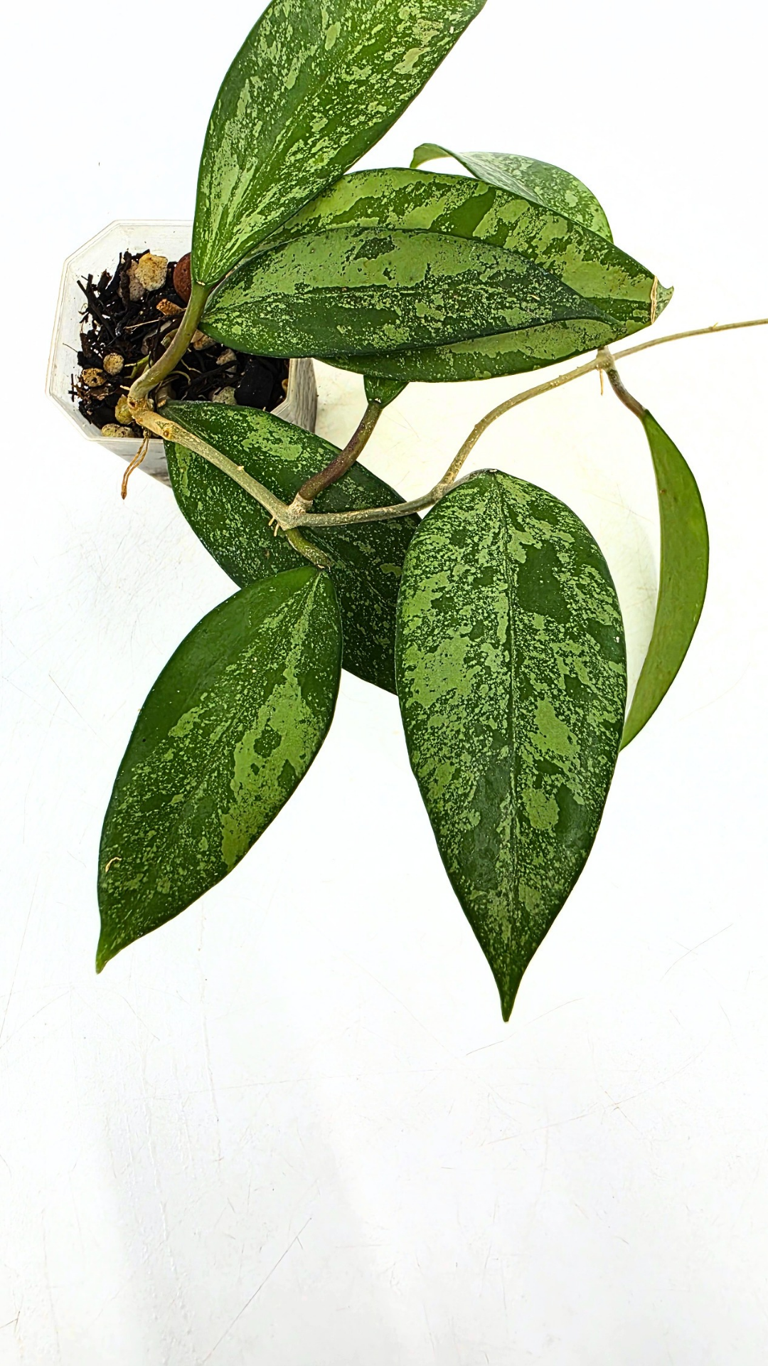 Rare waxplant Hoya Snow Cui available for sale at rare indoor plant shop The Leaf Gallery in Perth, Western Australia