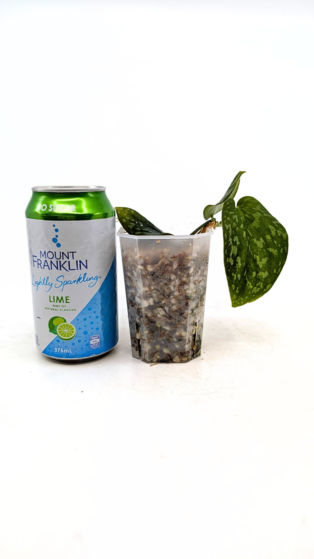 Rare indoor plant Scindapsus Pictus Haask Snake Scale Available for sale at rare plant shop The Leaf Gallery in Perth, Western Australia