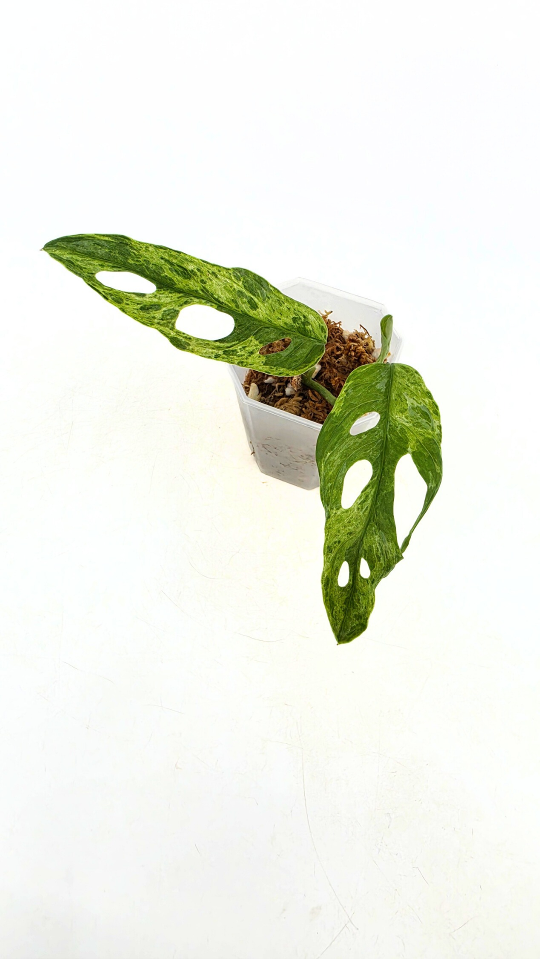 Rare indoor house plant Monstera Adansonii Mottled Mint Varigation available for sale at rare plant shop The Leaf Gallery in Perth, Western Australia