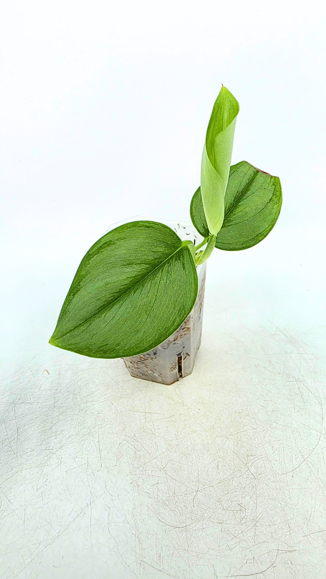 Rare indoor plant Scindapsus Treubii Moonlight available for sale at rare house plant shop The Leaf Gallery in Perth, Western Australia