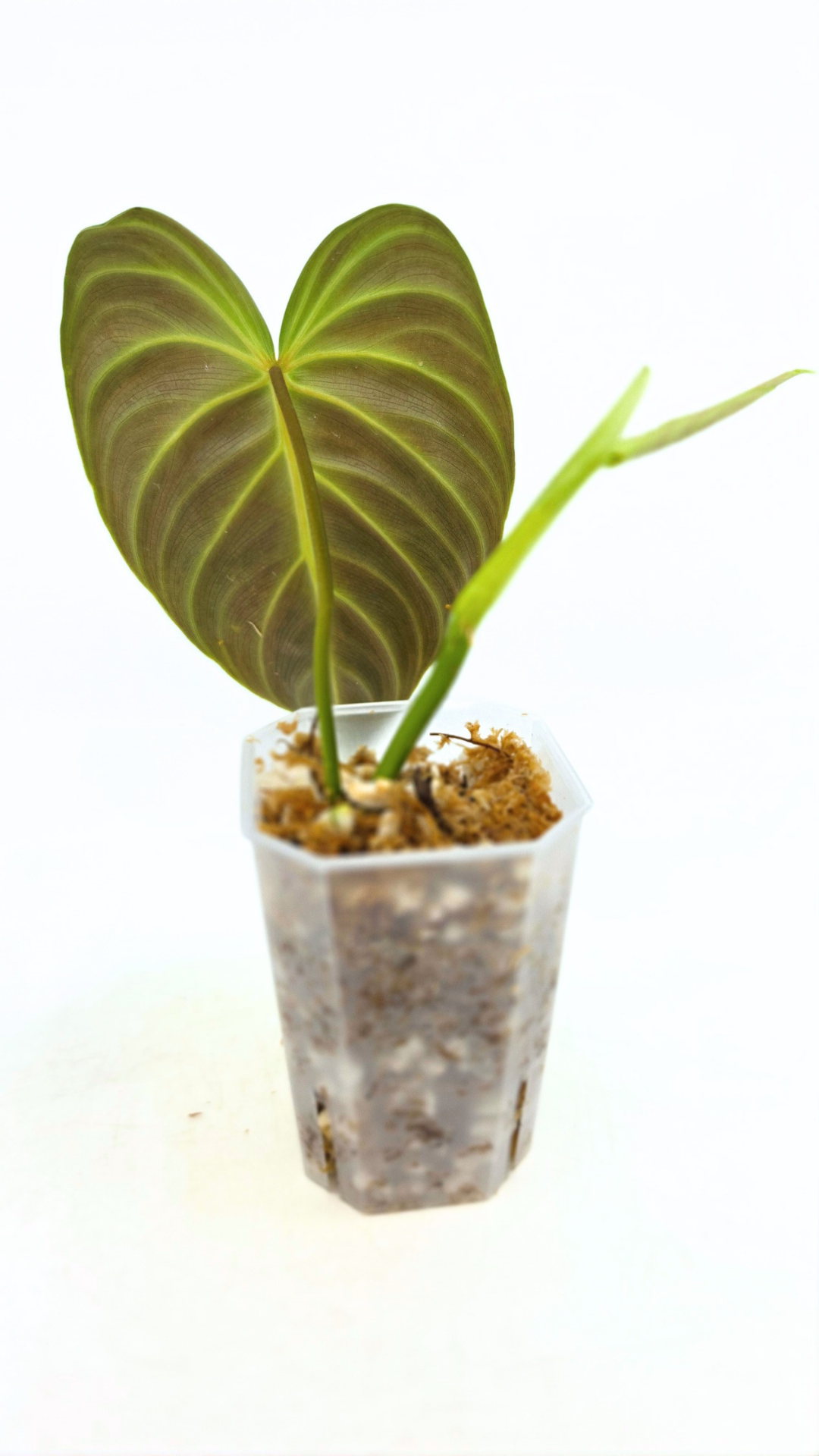 Uncommon indoor plant Philodendron Splendid available for sale at rare house plant shop The Leaf Gallery in Perth, Western Australia
